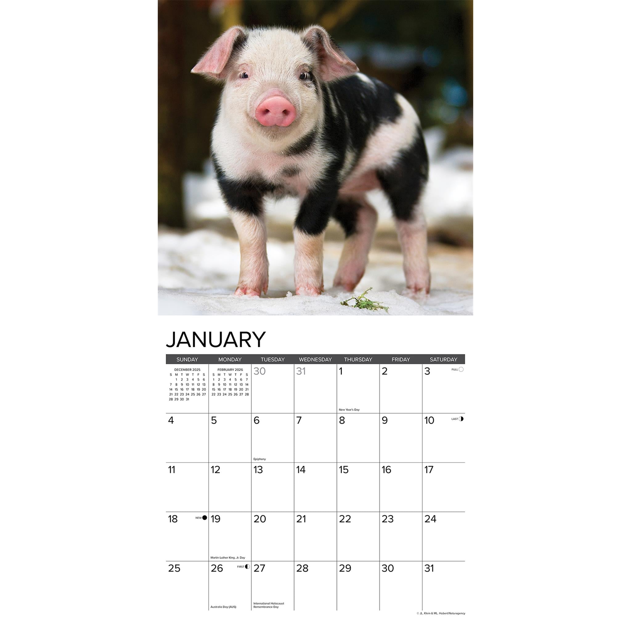 Calendrier mural 2026 des 12 Petits Cochons - Disponible uniquement en ligne