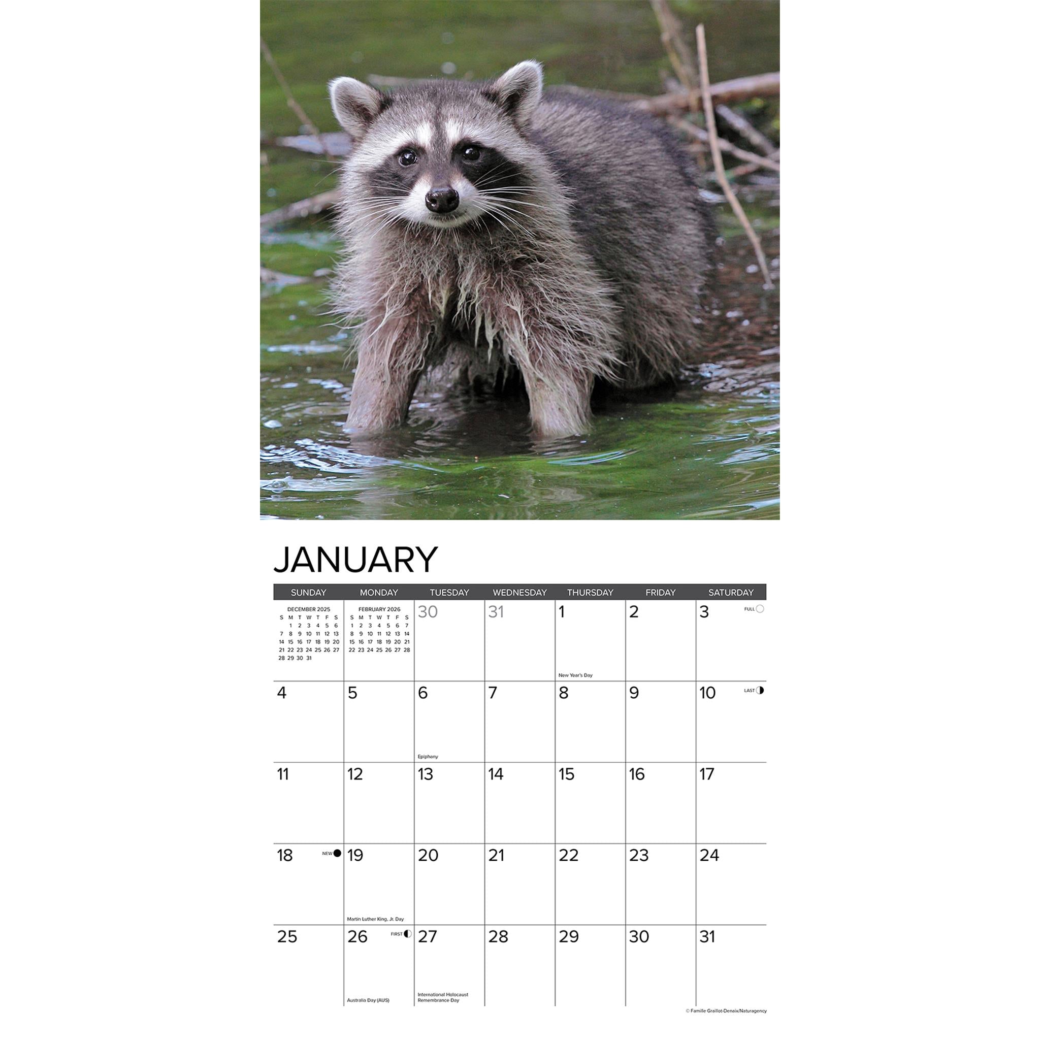 Calendrier mural Rascally Raccoons 2026