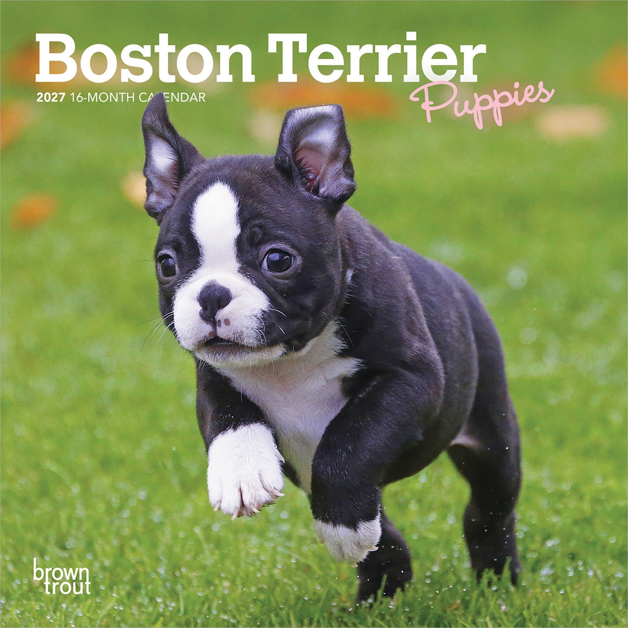 Boston Terrier Puppies 2027 Mini Calendar