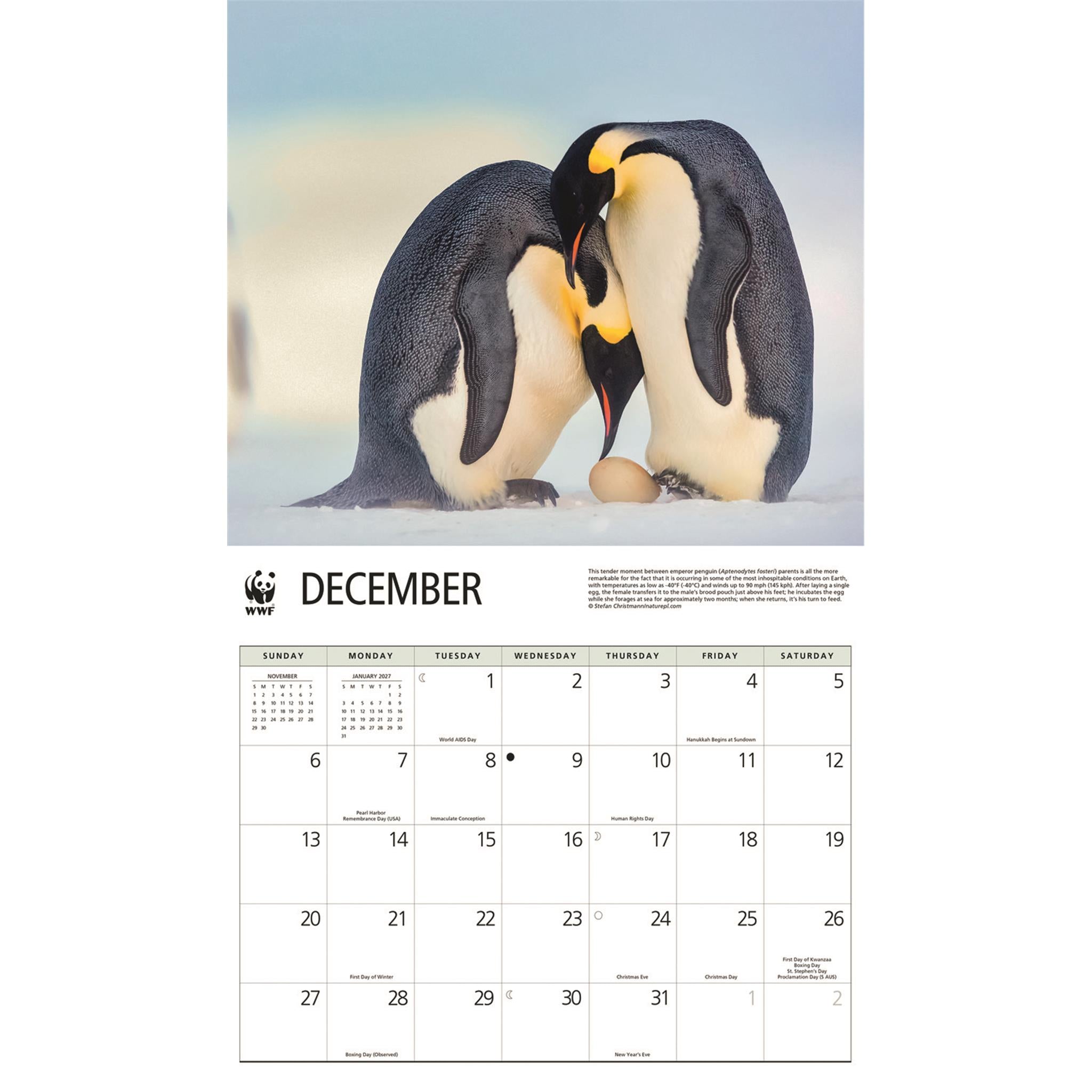 Calendrier mural 2026 des pingouins du Fonds mondial pour la nature