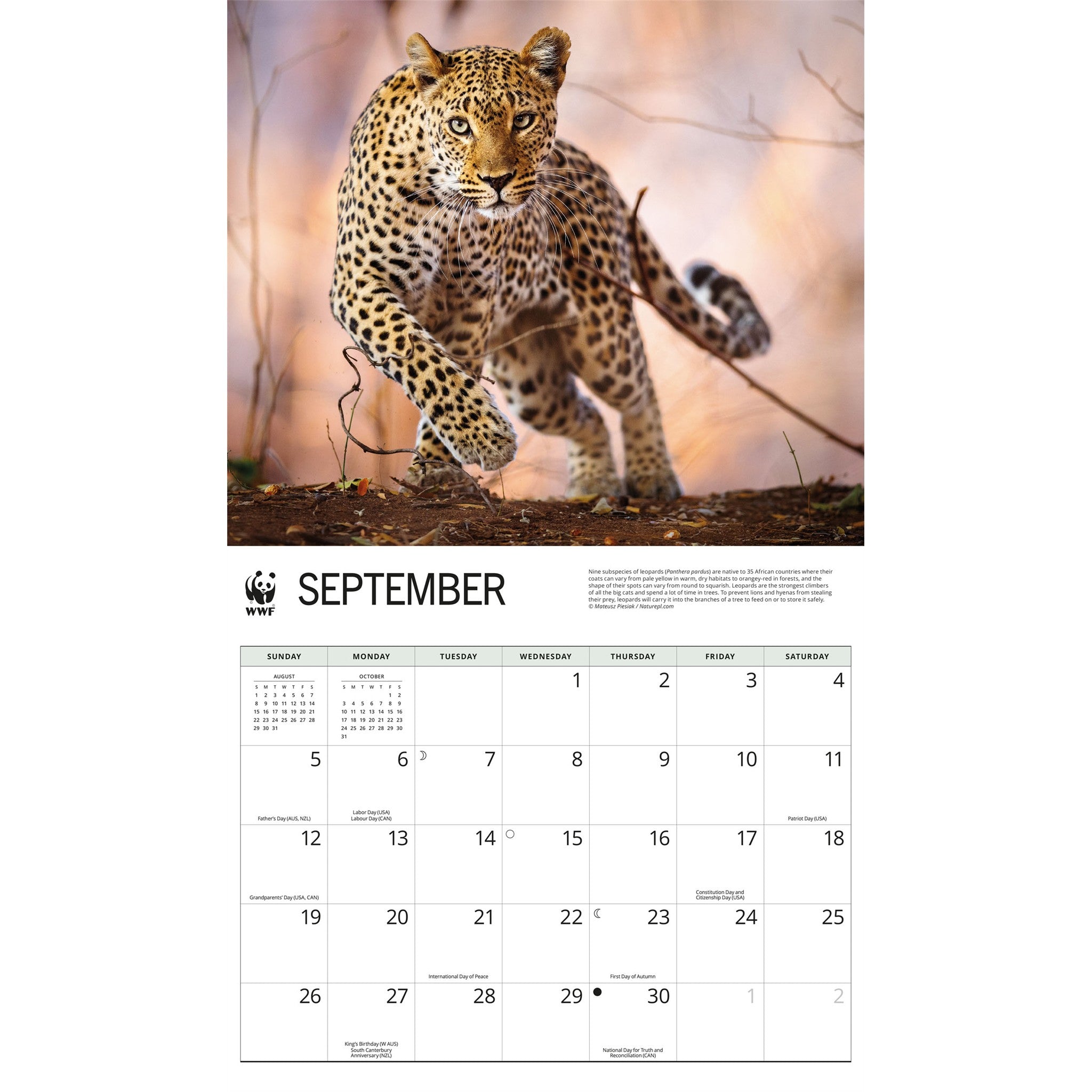 Calendrier mural World Wildlife Fund Chats sauvages 2027