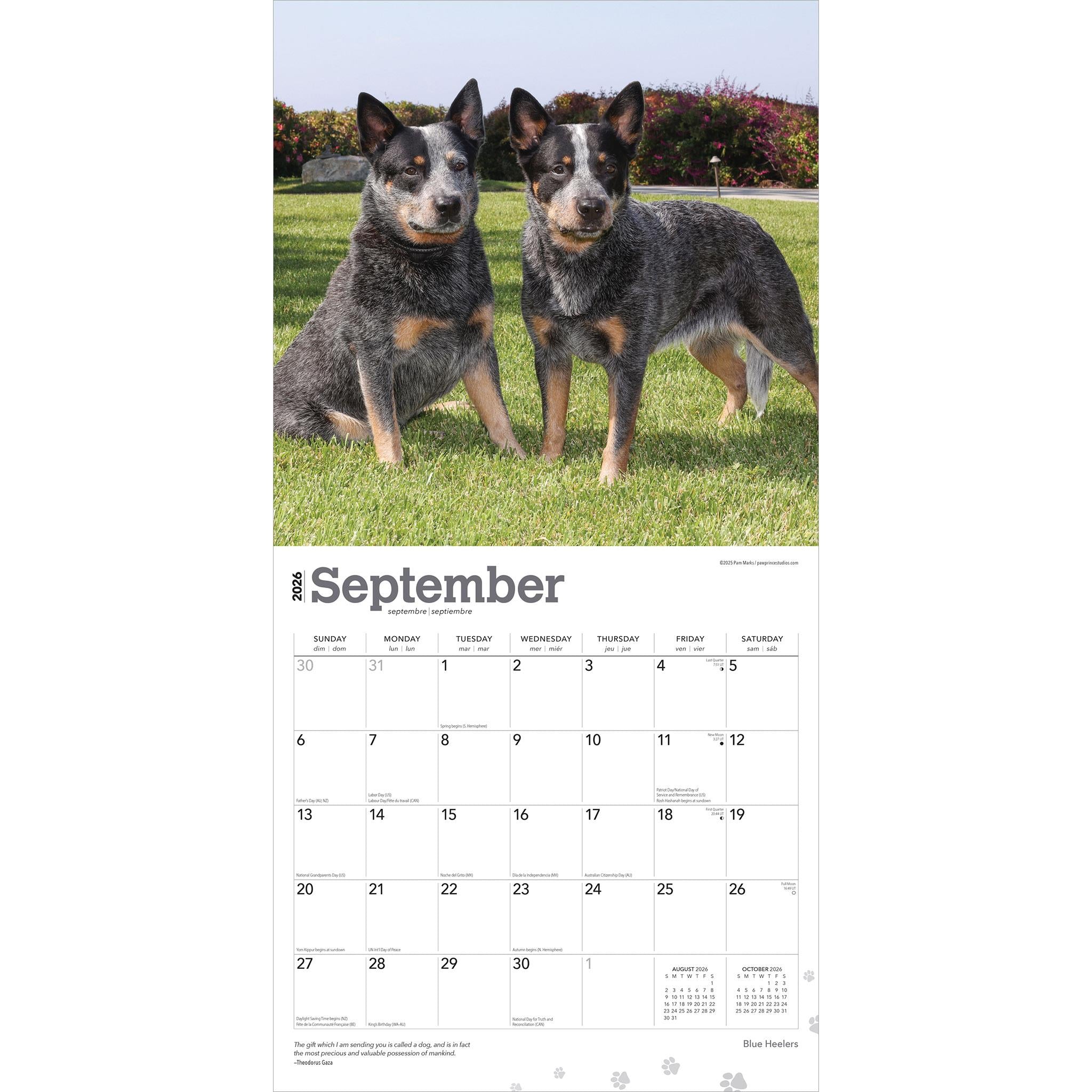 Calendrier mural Blue Heelers 2026