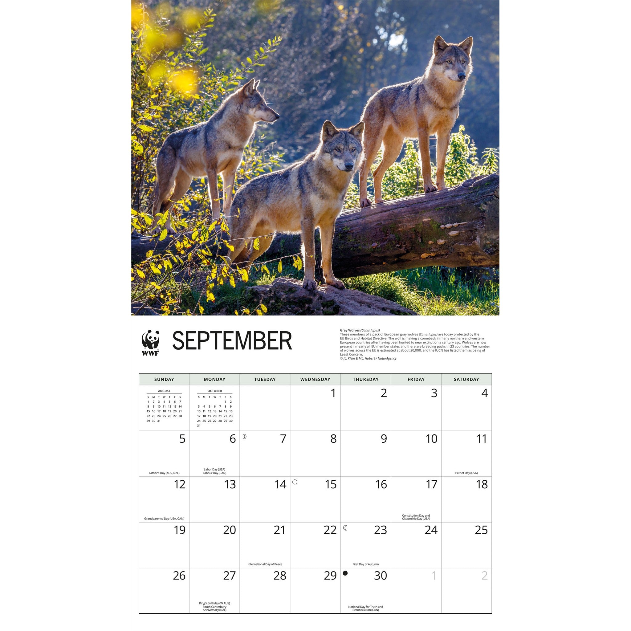Calendrier mural Loups 2027 du Fonds mondial pour la nature