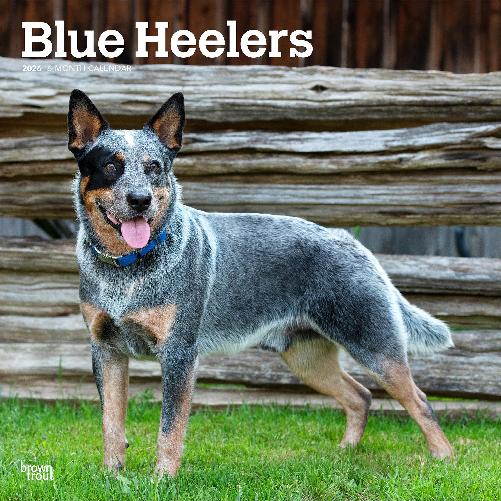 Calendrier mural Blue Heelers 2026
