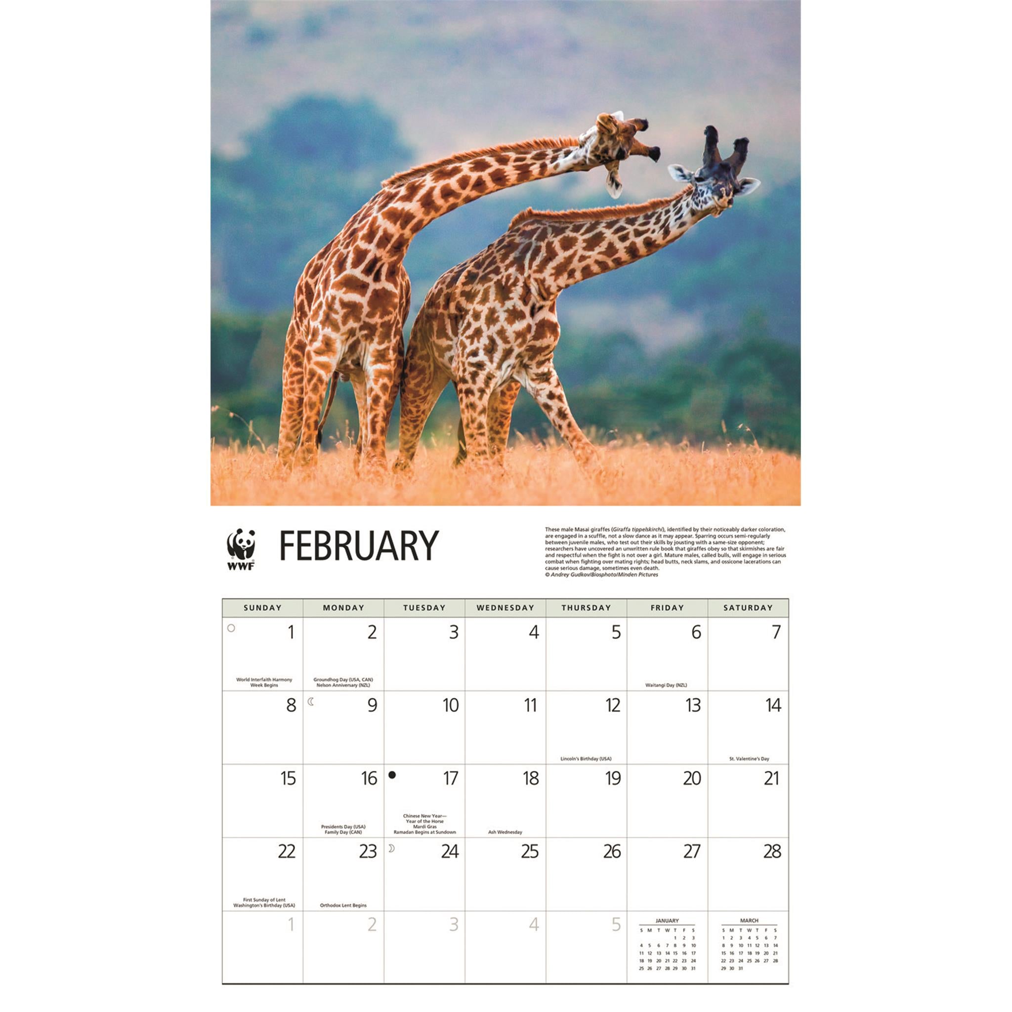Calendrier mural 2026 du Fonds mondial pour la nature (WWF) sur les girafes