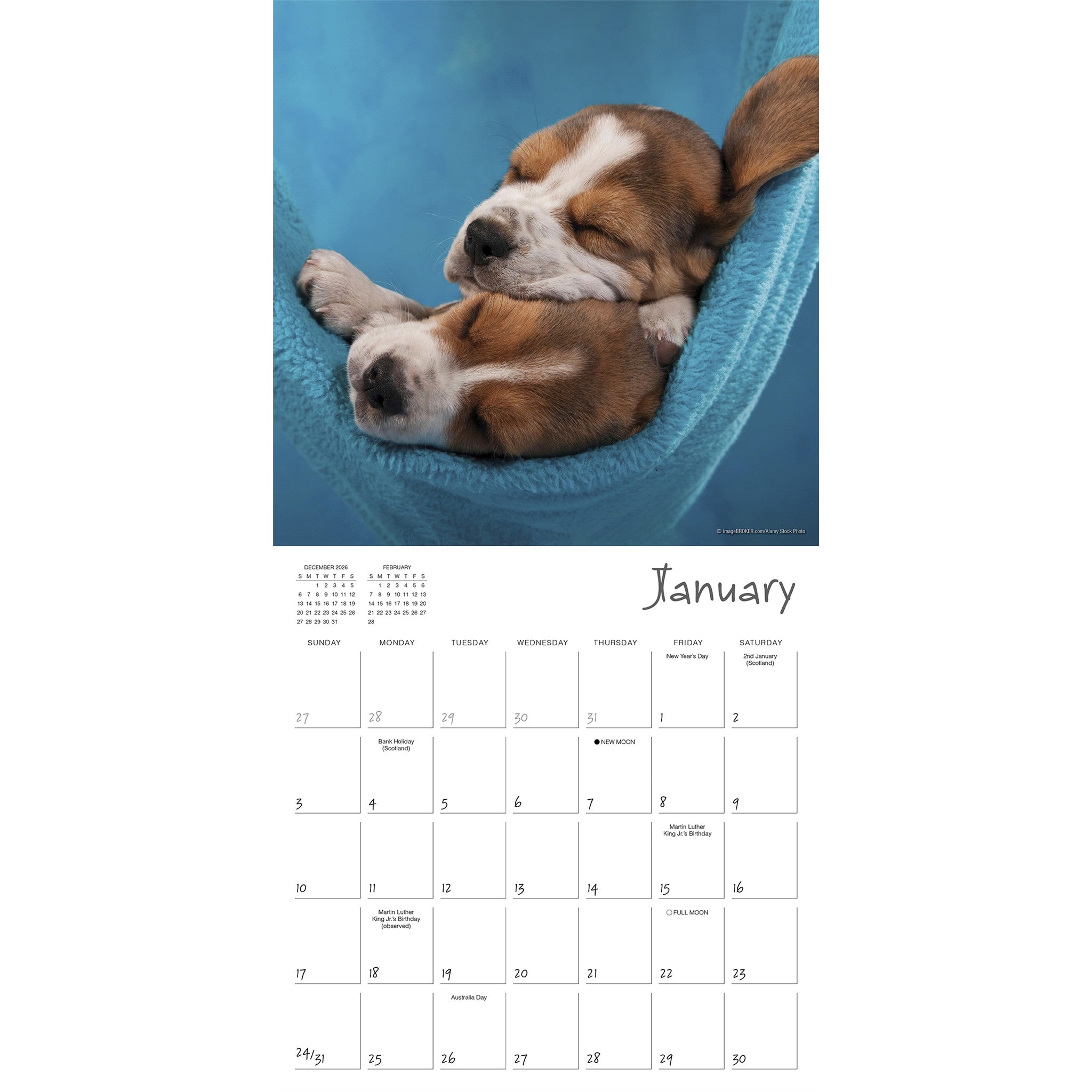 Pooped Puppies 2027 Wall Calendar - Online Only