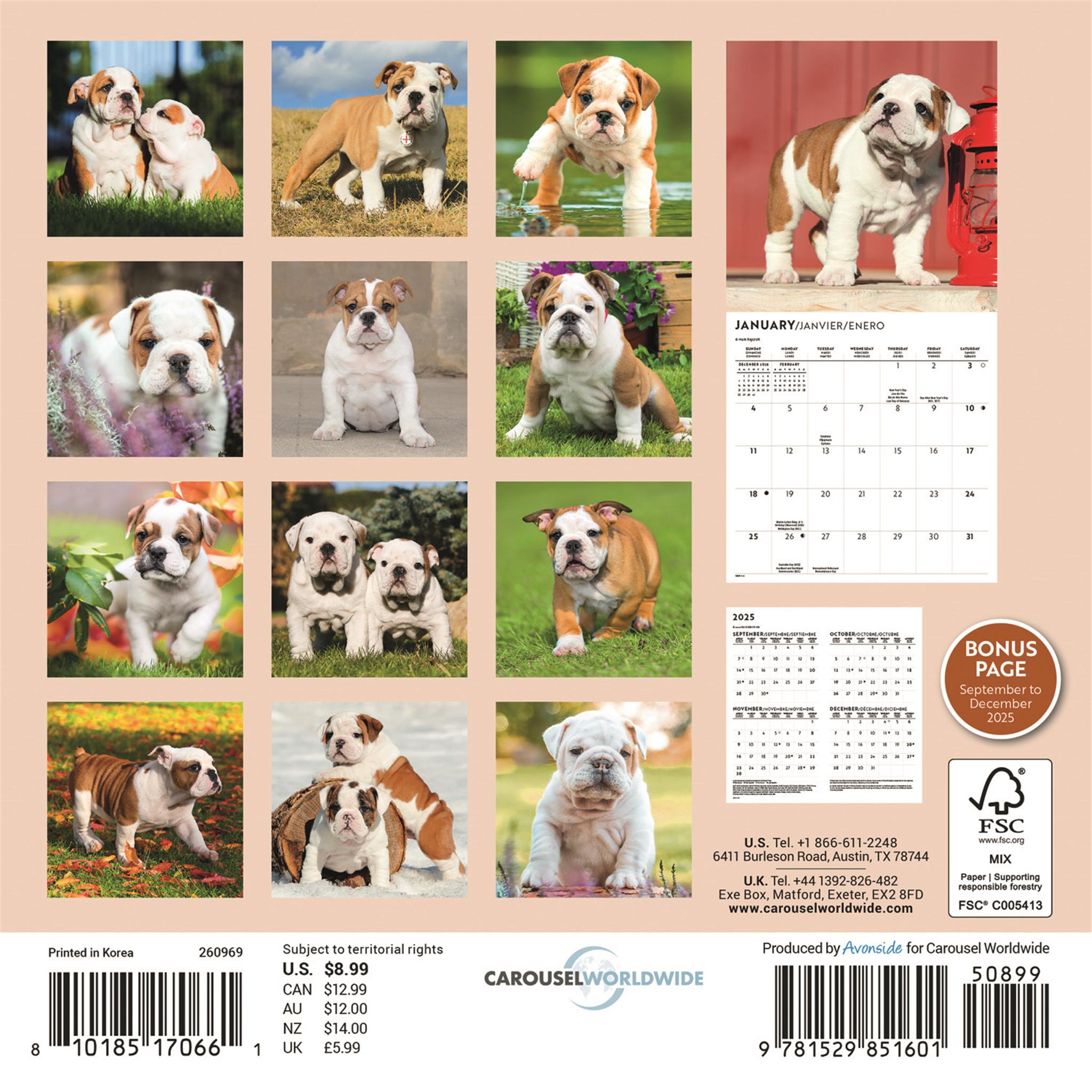 Mini calendrier des chiots bouledogues 2026