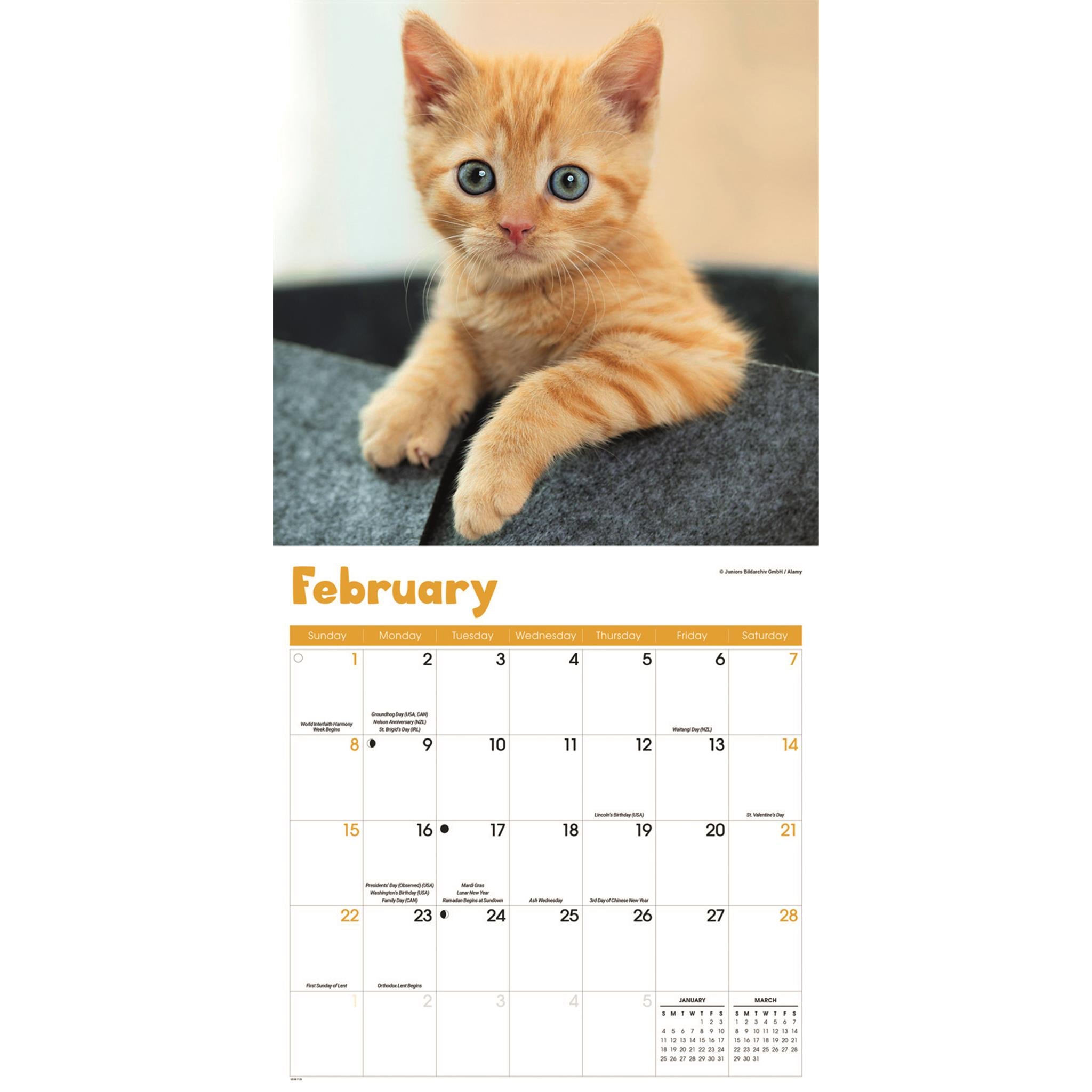 Curious Kittens 2026 Wall Calendar