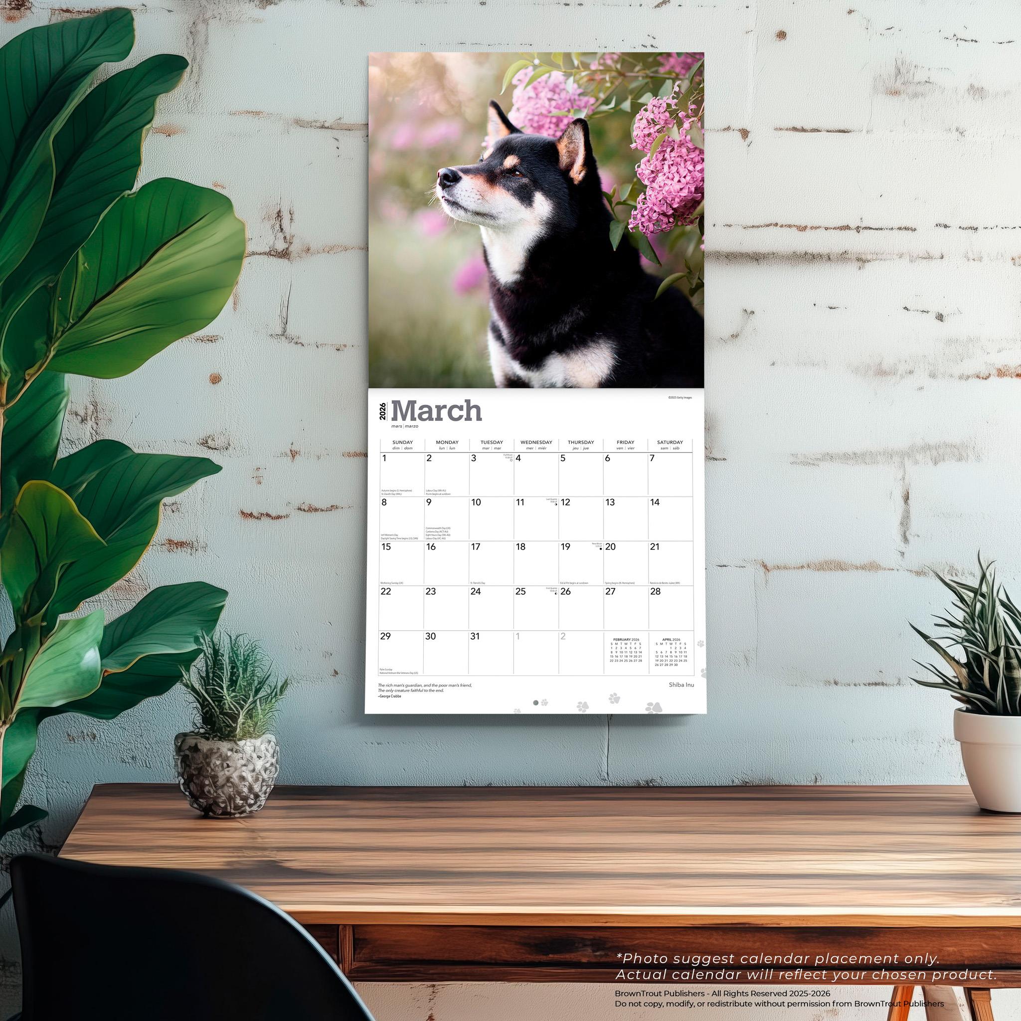 Calendrier mural Shiba Inu 2026 - Disponible uniquement en ligne