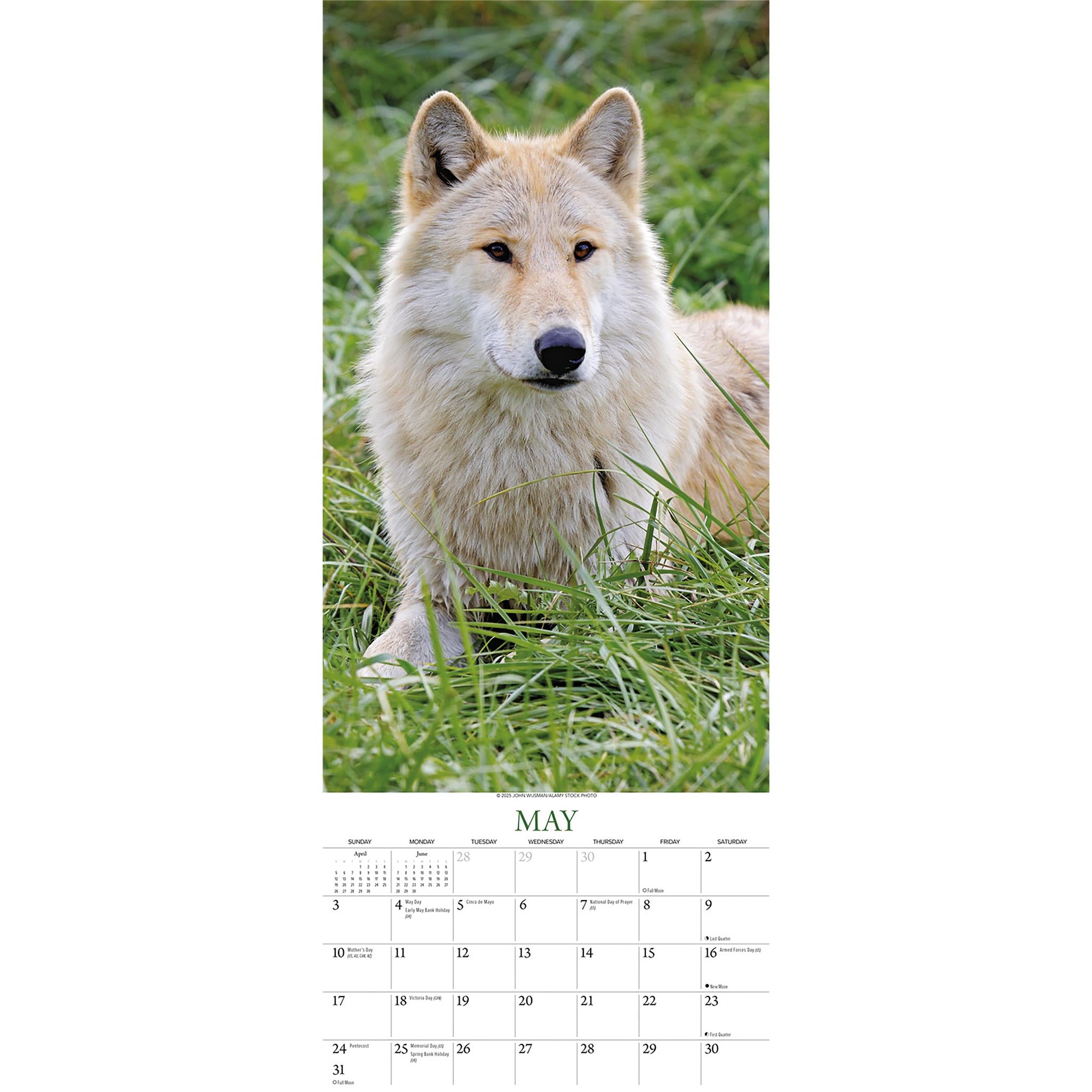 Wolves 2026 Poster Calendar