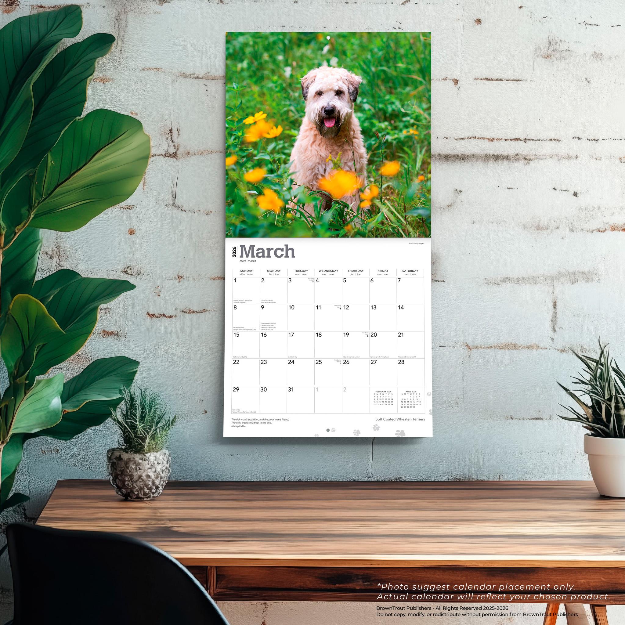 Soft Coated Wheaten Terriers 2026 Wall Calendar