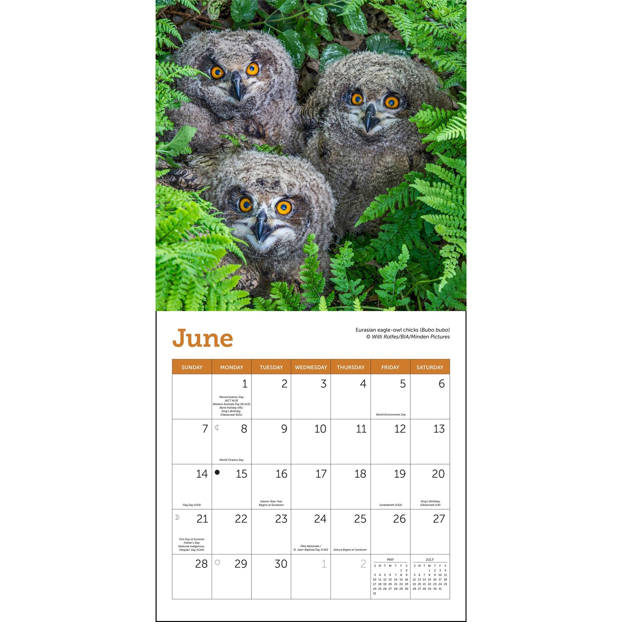 Owls 2026 Mini Calendar