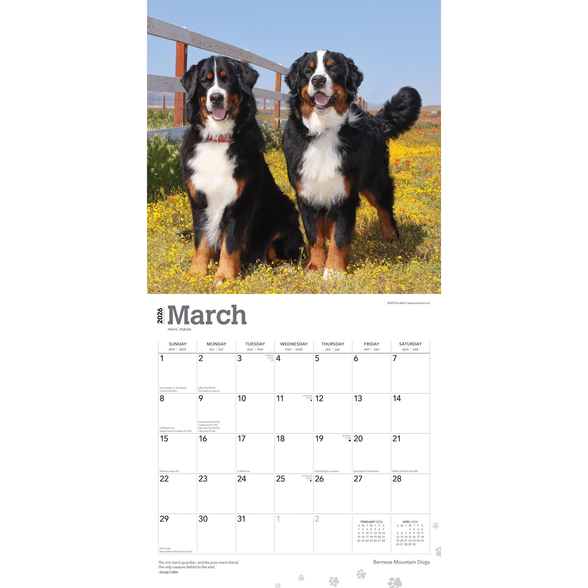 Bernese Mountain Dogs 2026 Wall Calendar
