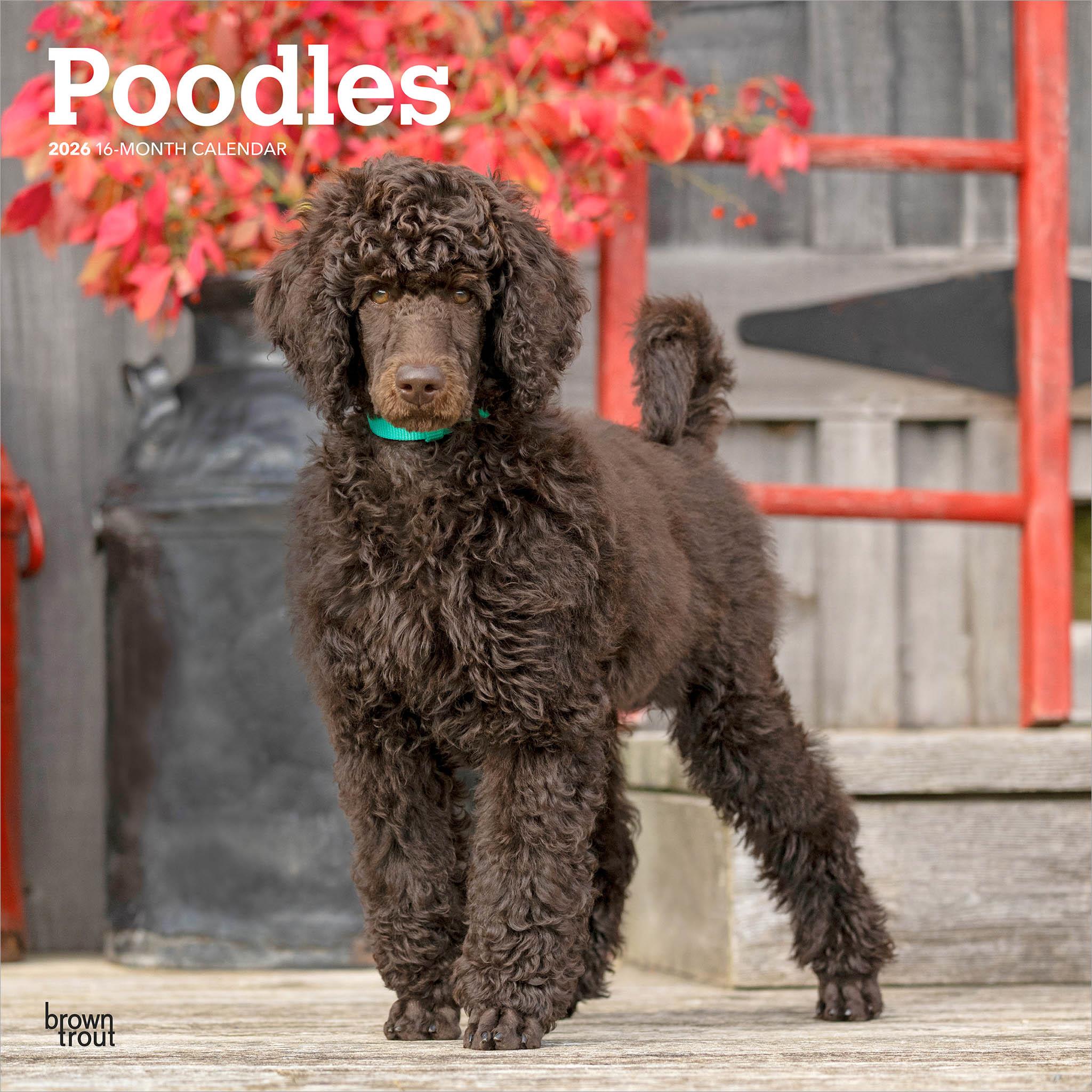 Poodles 2026 Wall Calendar