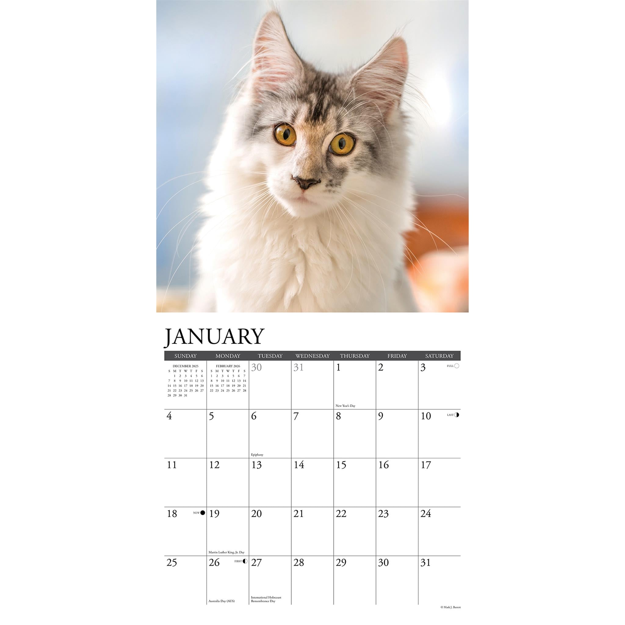Calendrier mural 2026 des chats Maine Coon