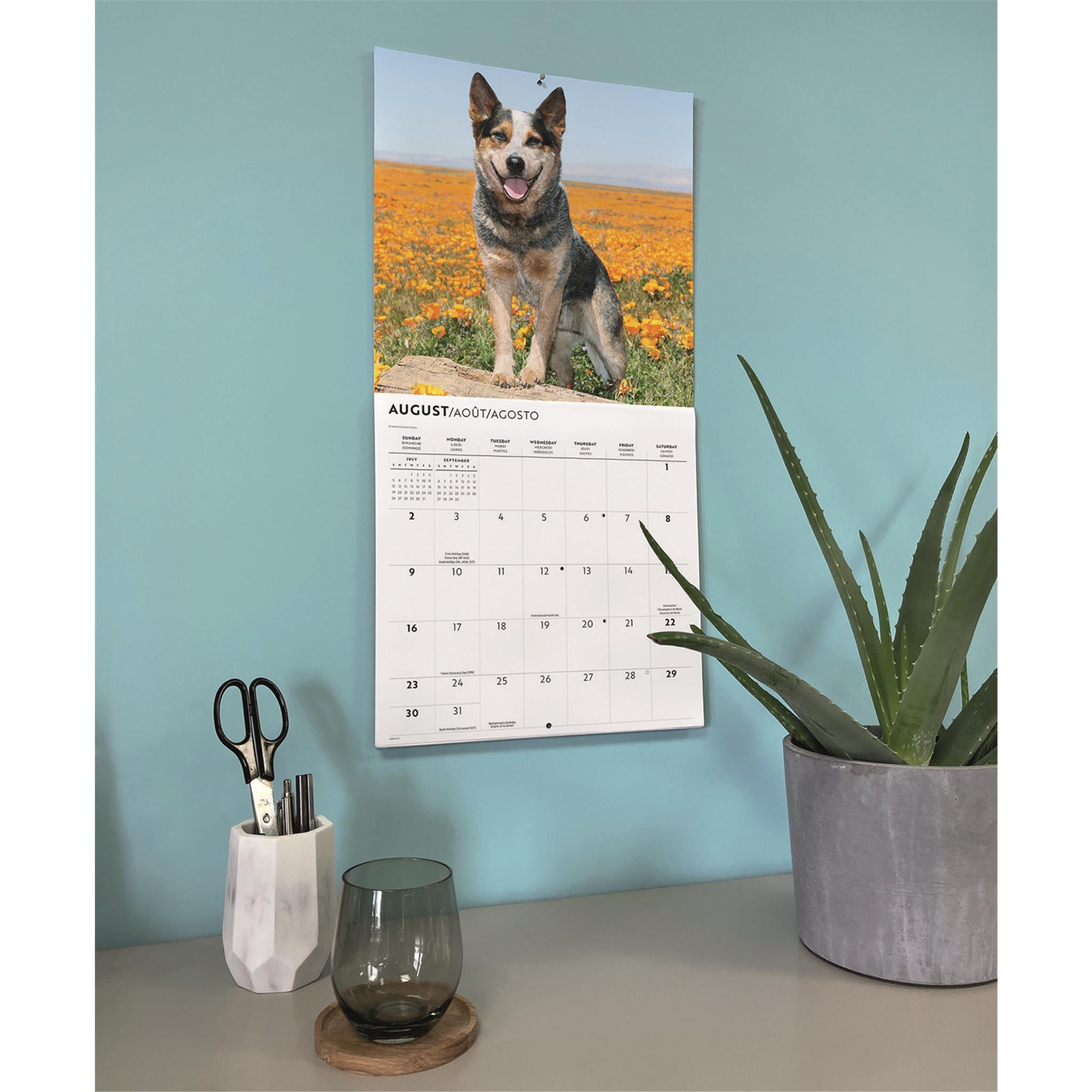 Calendrier mural 2026 des Bouviers australiens