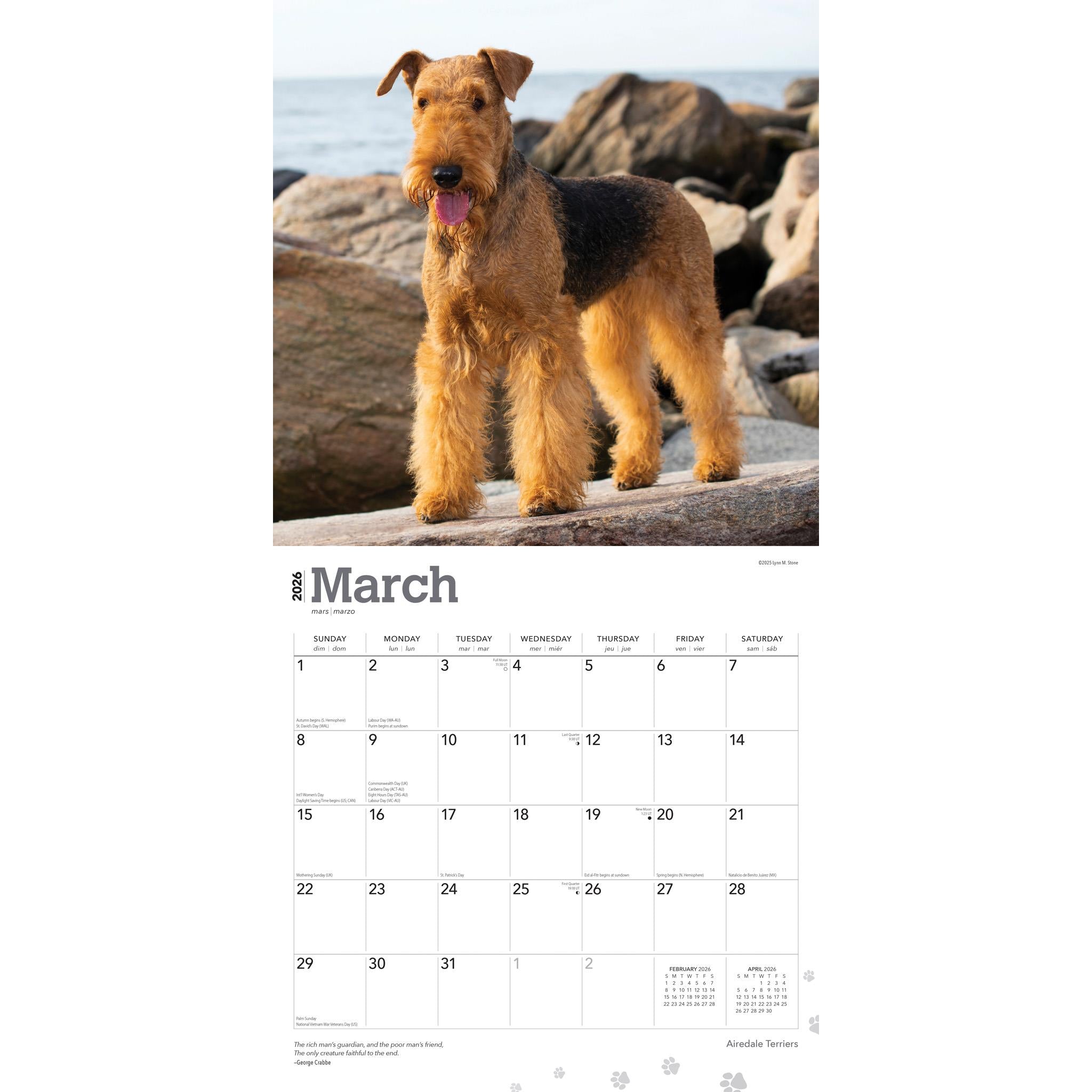 Calendrier mural Airedale Terriers 2026