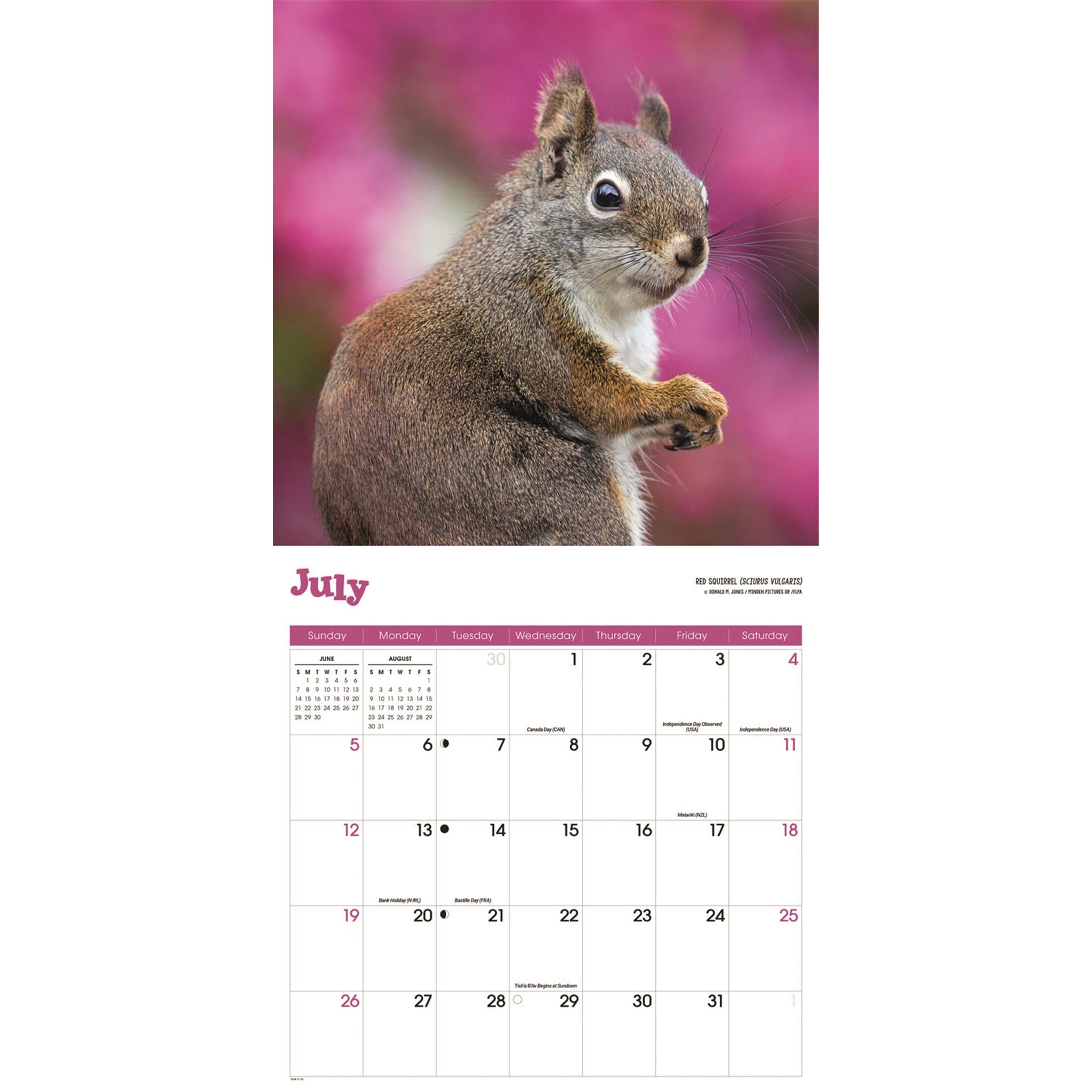 Squirrels 2026 Wall Calendar