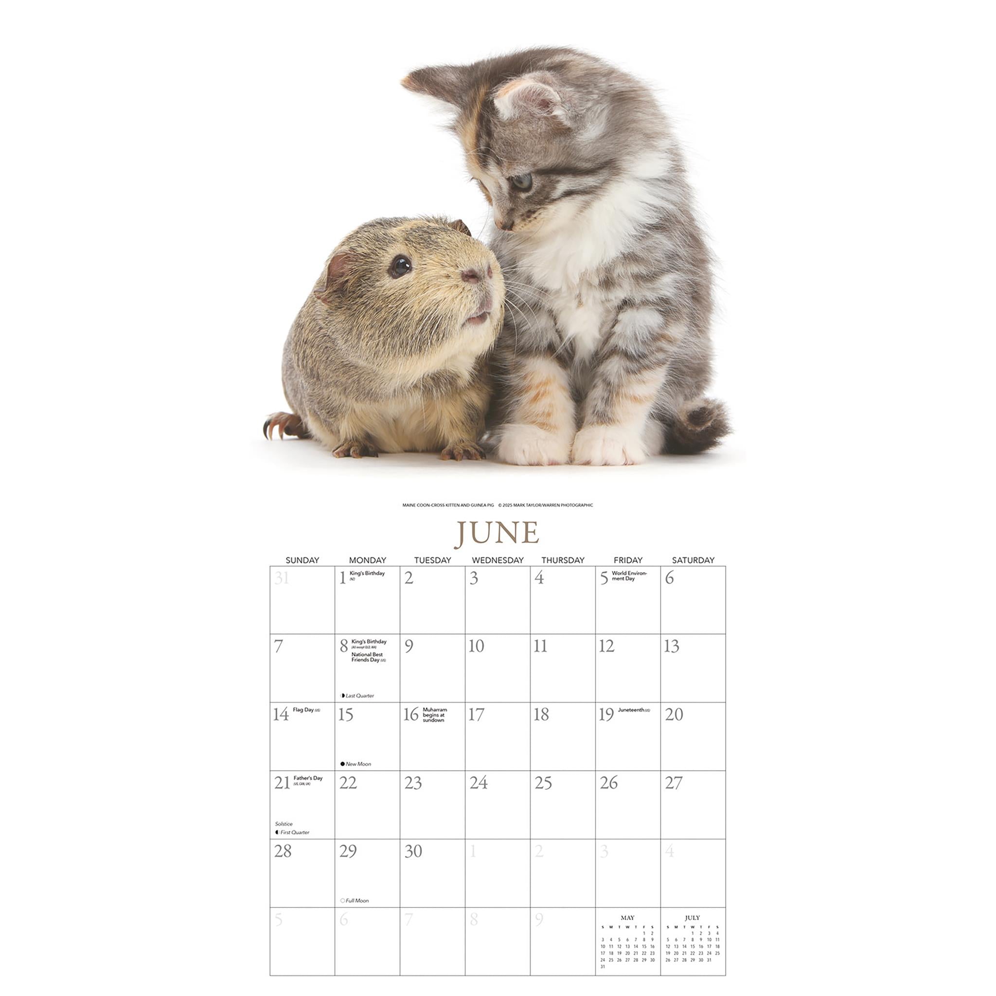 Kittens And Friends Wall 2026 Calendar