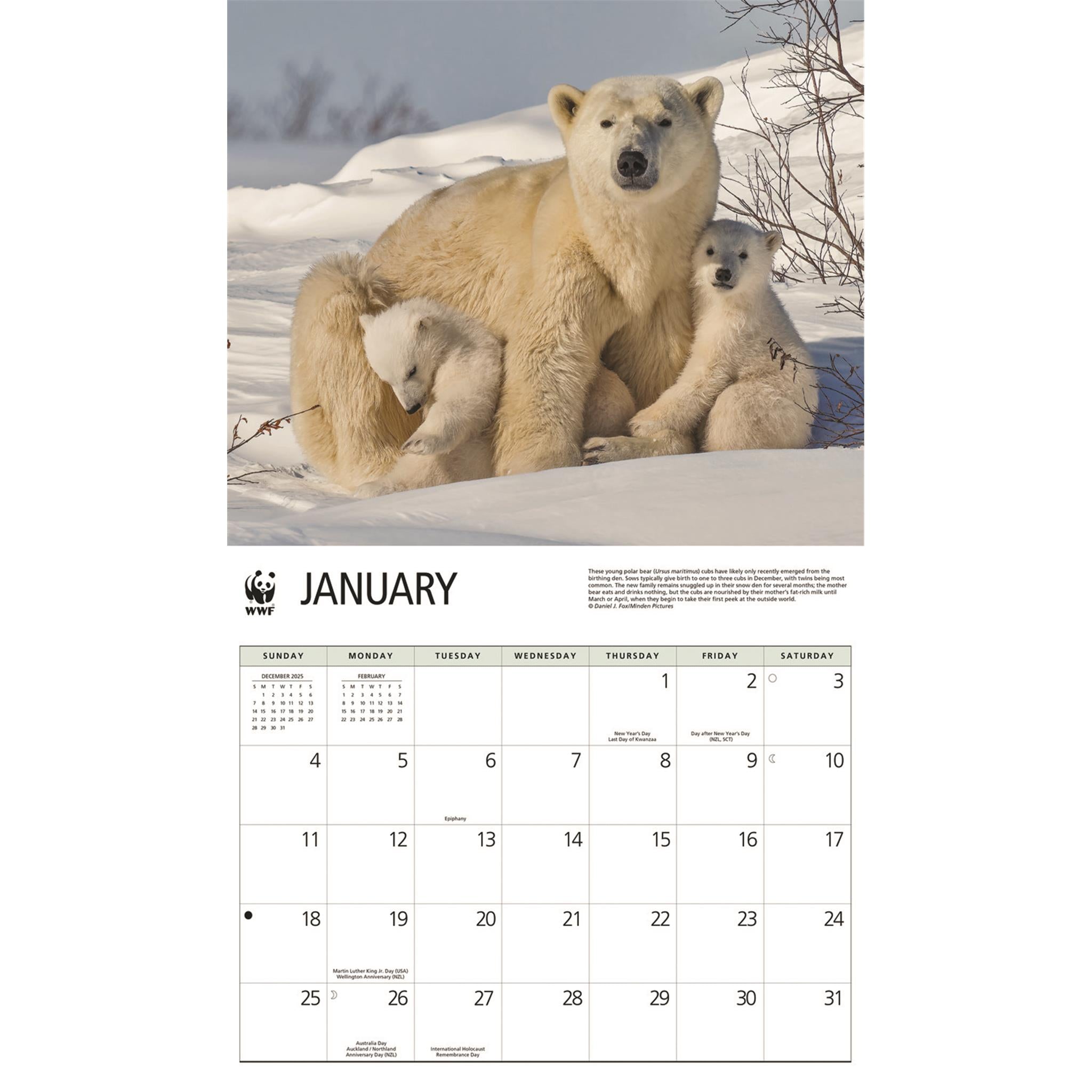 World Wildlife Fund Polar Bears 2026 Wall Calendar