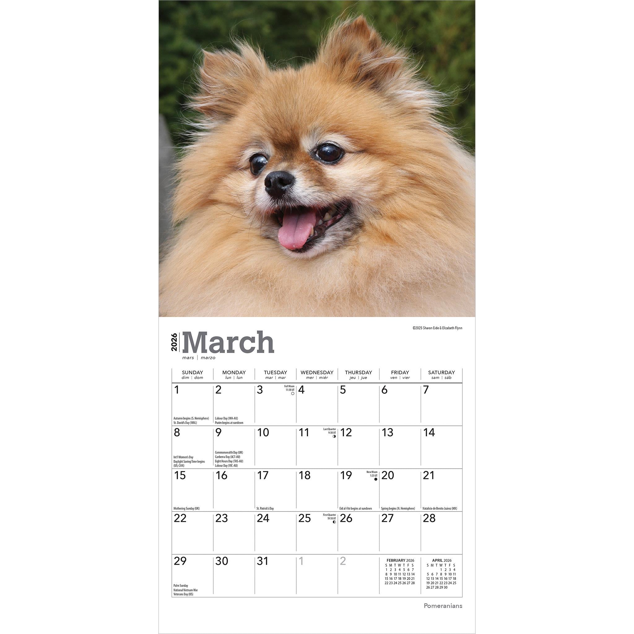 Pomeranians 2026 Mini Calendar