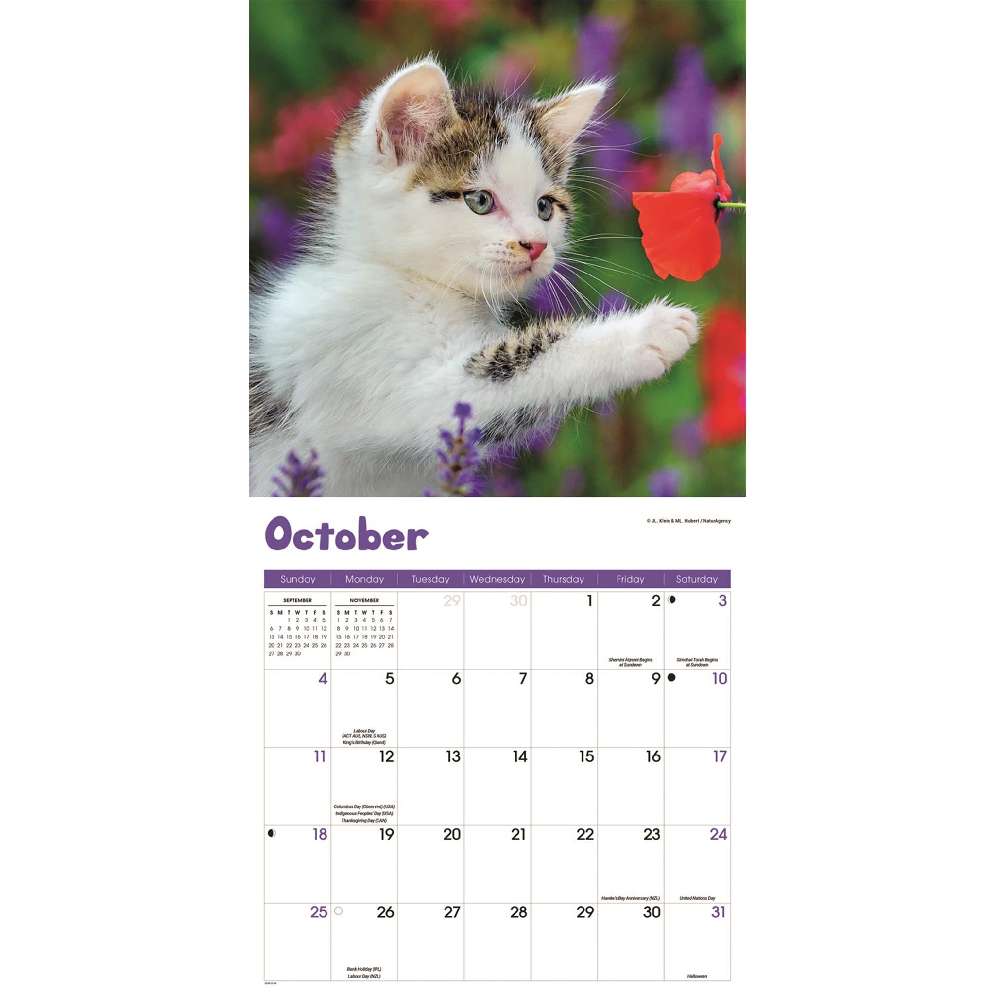 Curious Kittens 2026 Wall Calendar