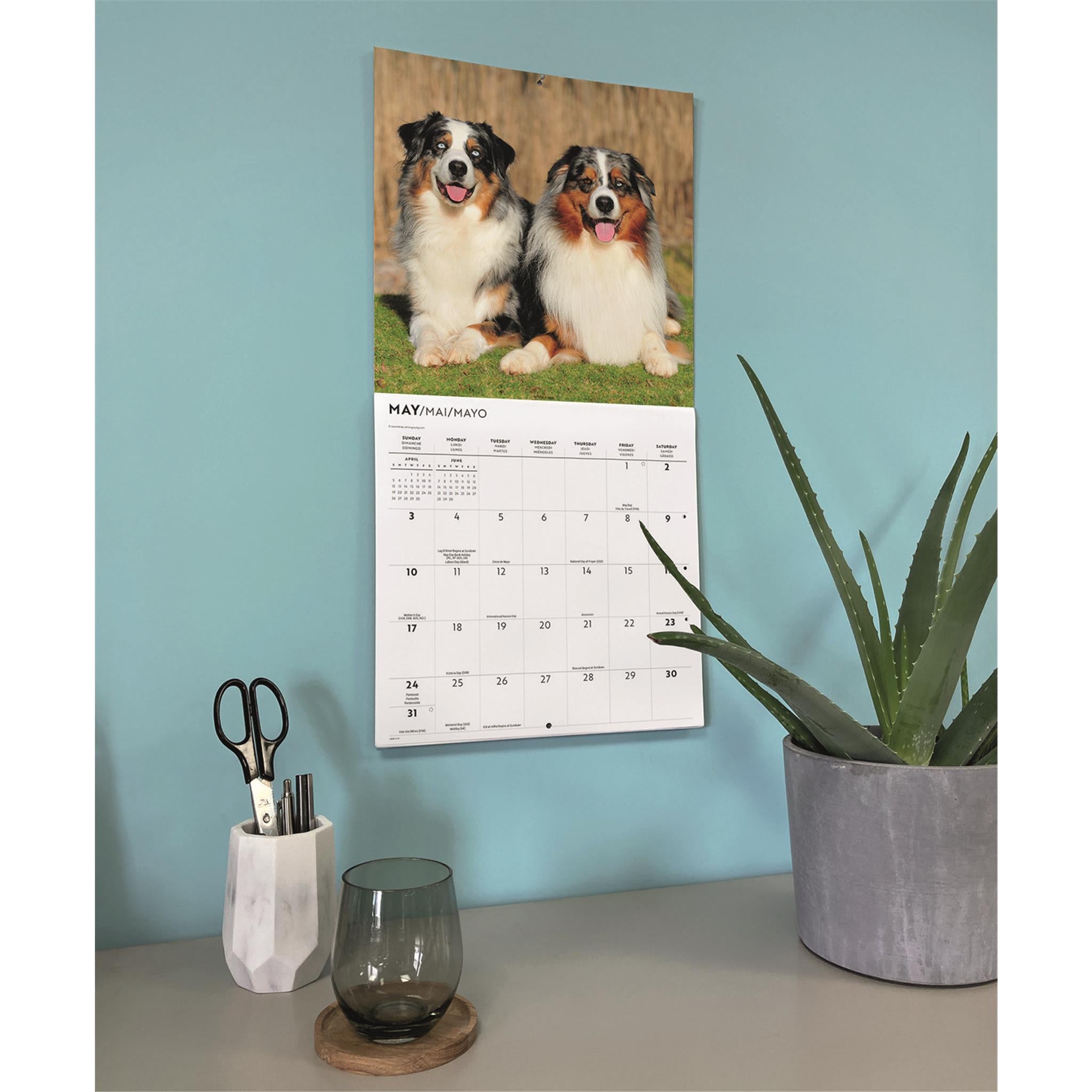 Calendrier mural des Bergers Australiens 2026