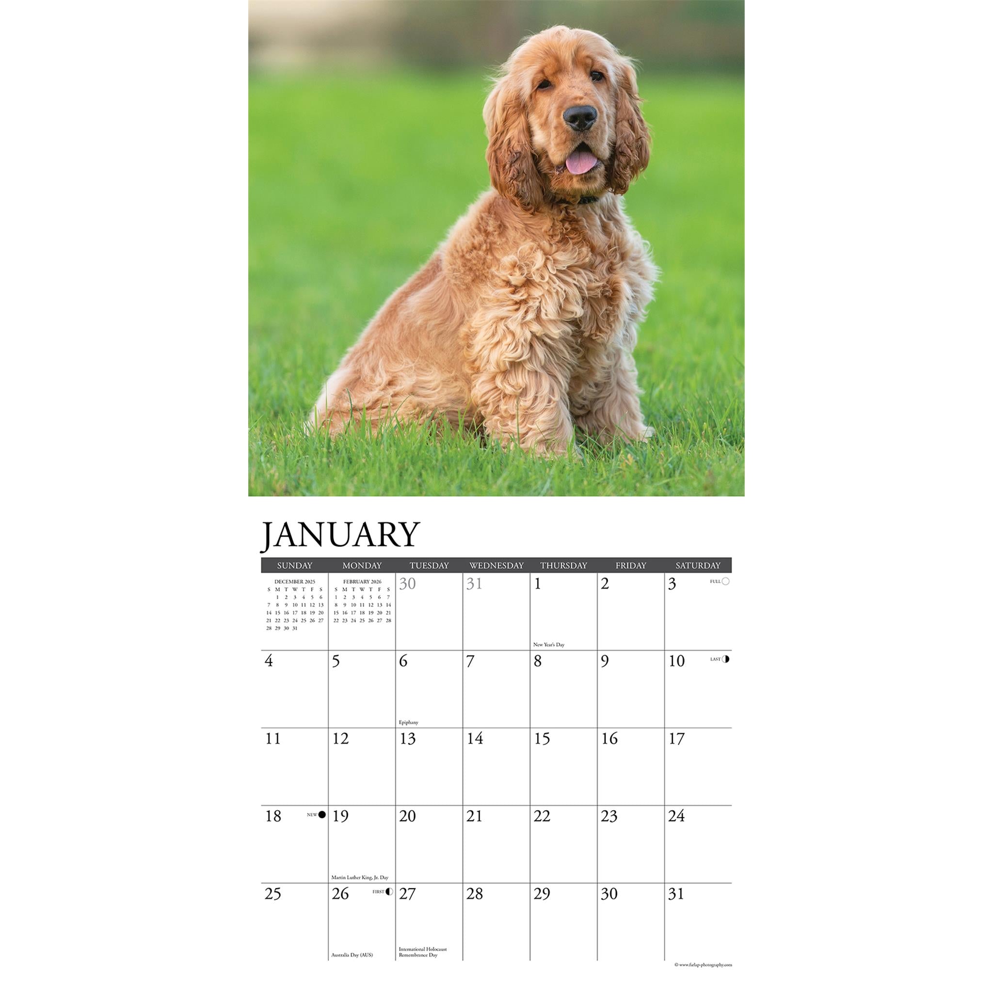Cocker Spaniels 2026 Just Wall Calendar