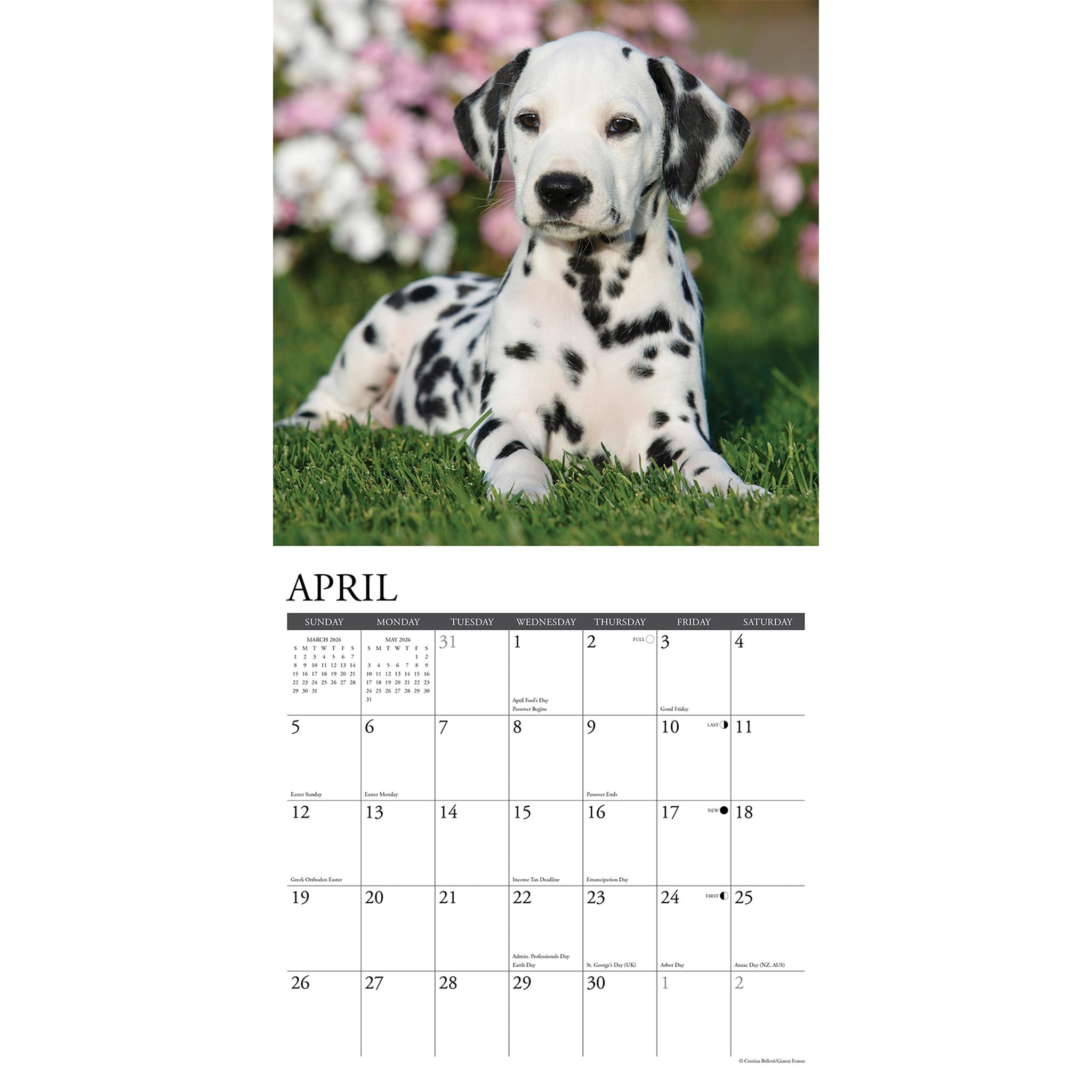 Calendrier mural Just Dalmatians 2026