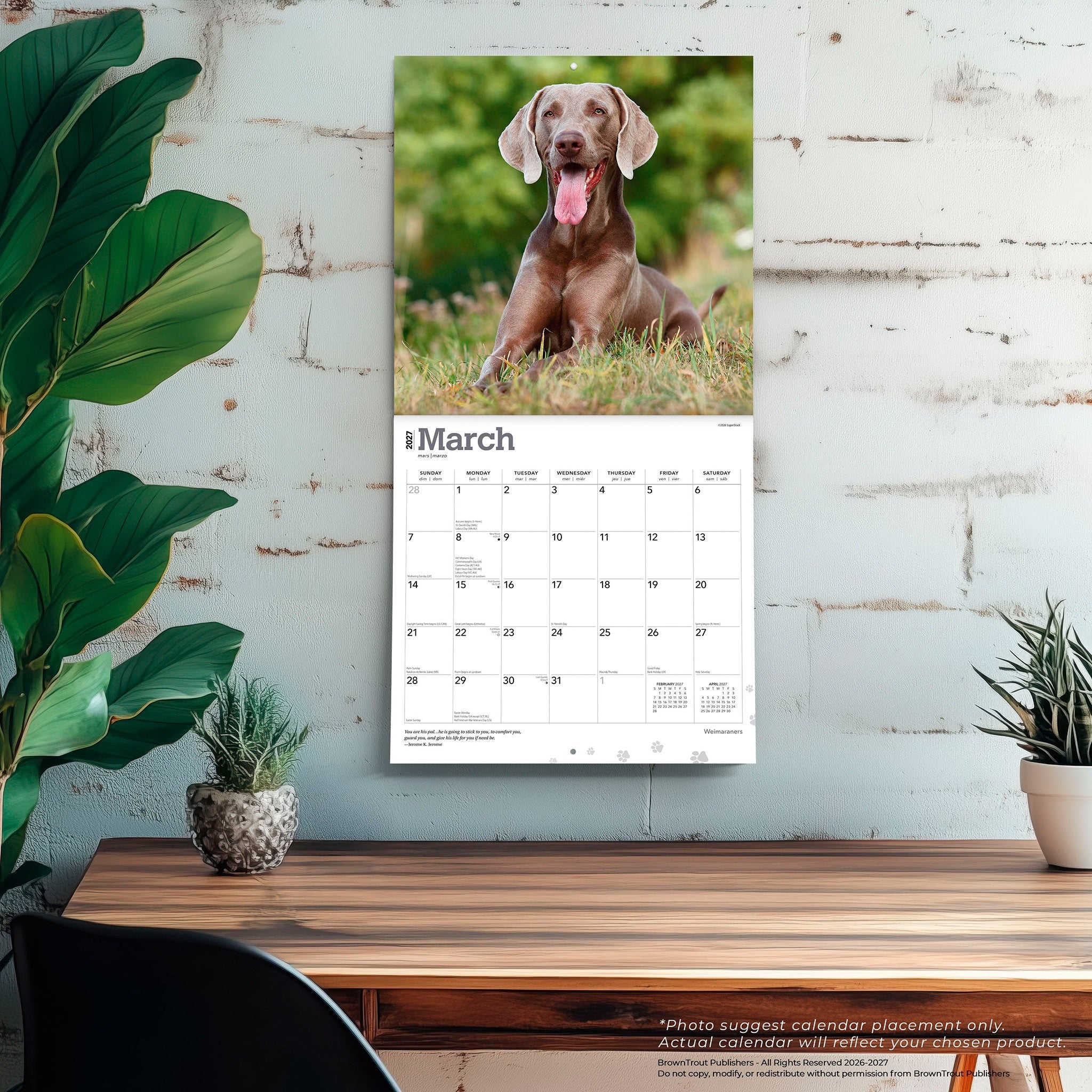 Weimaraners 2027 Wall Calendar
