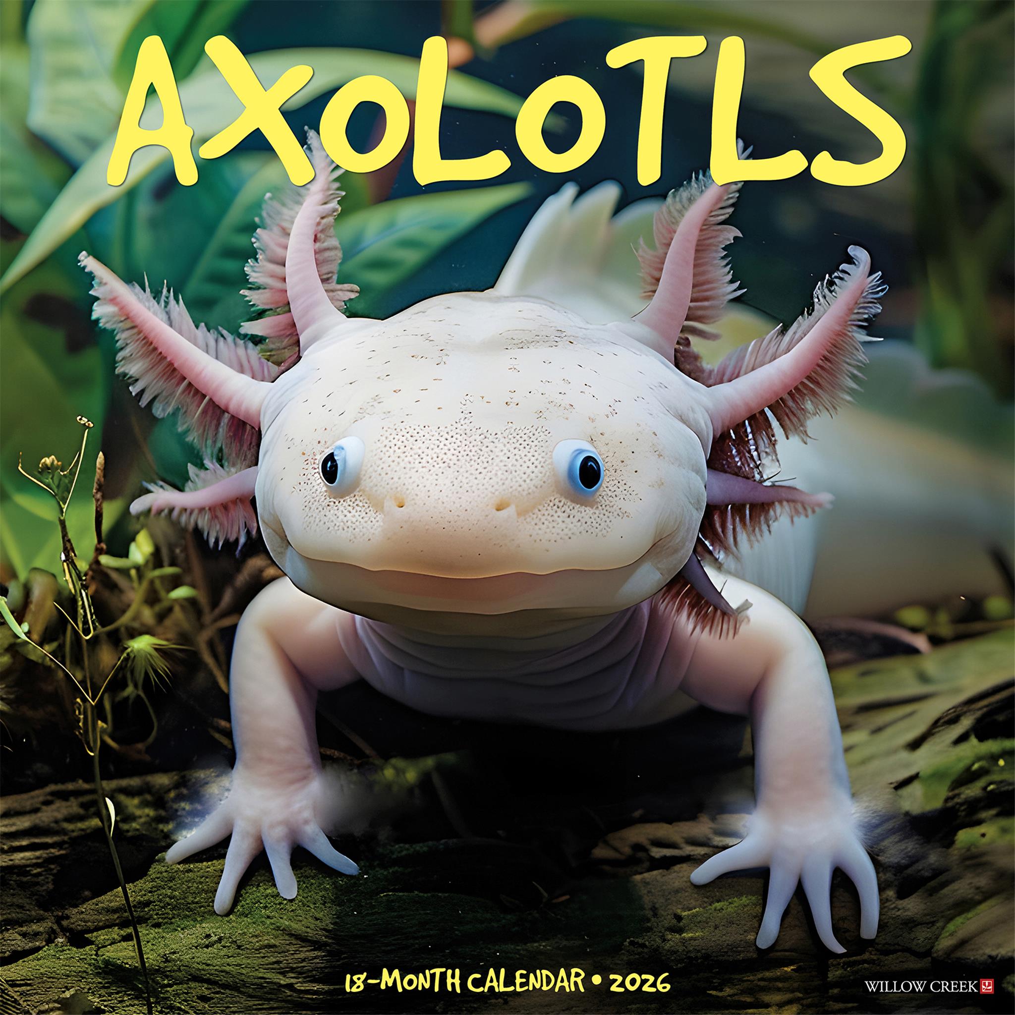 Calendrier mural Axolotls 2026
