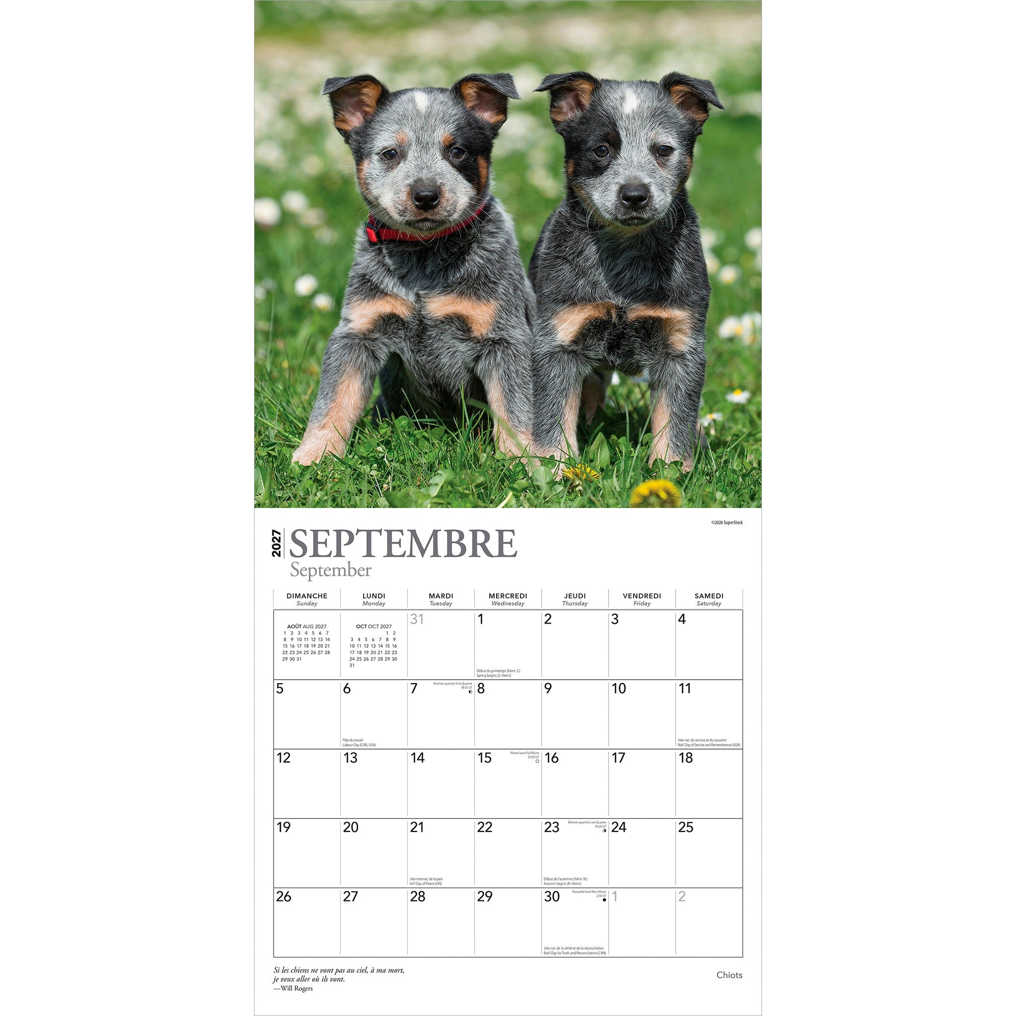 Chiots 2027 Wall Calendar (French)