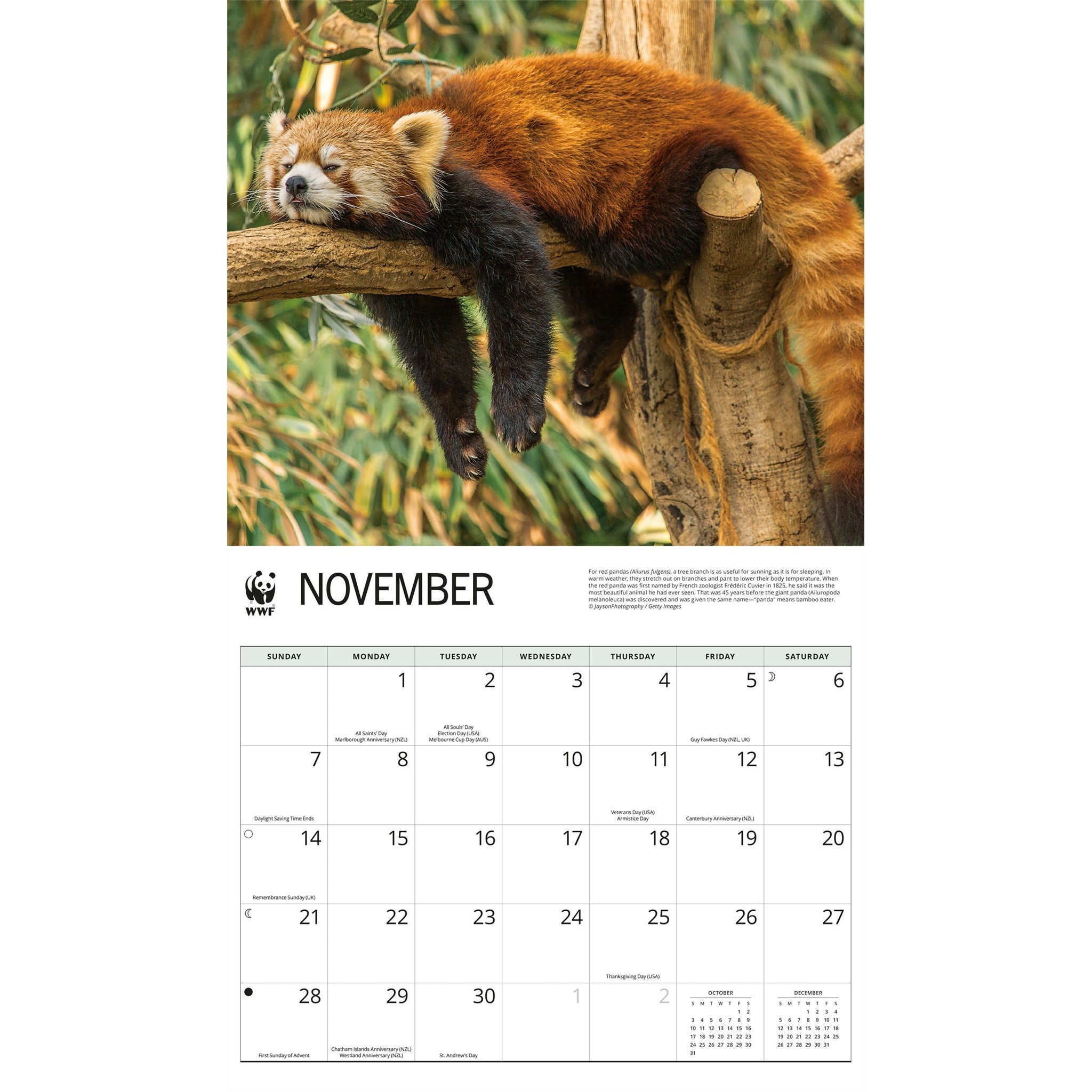 Calendrier mural 2027 Pandas roux du Fonds mondial pour la nature
