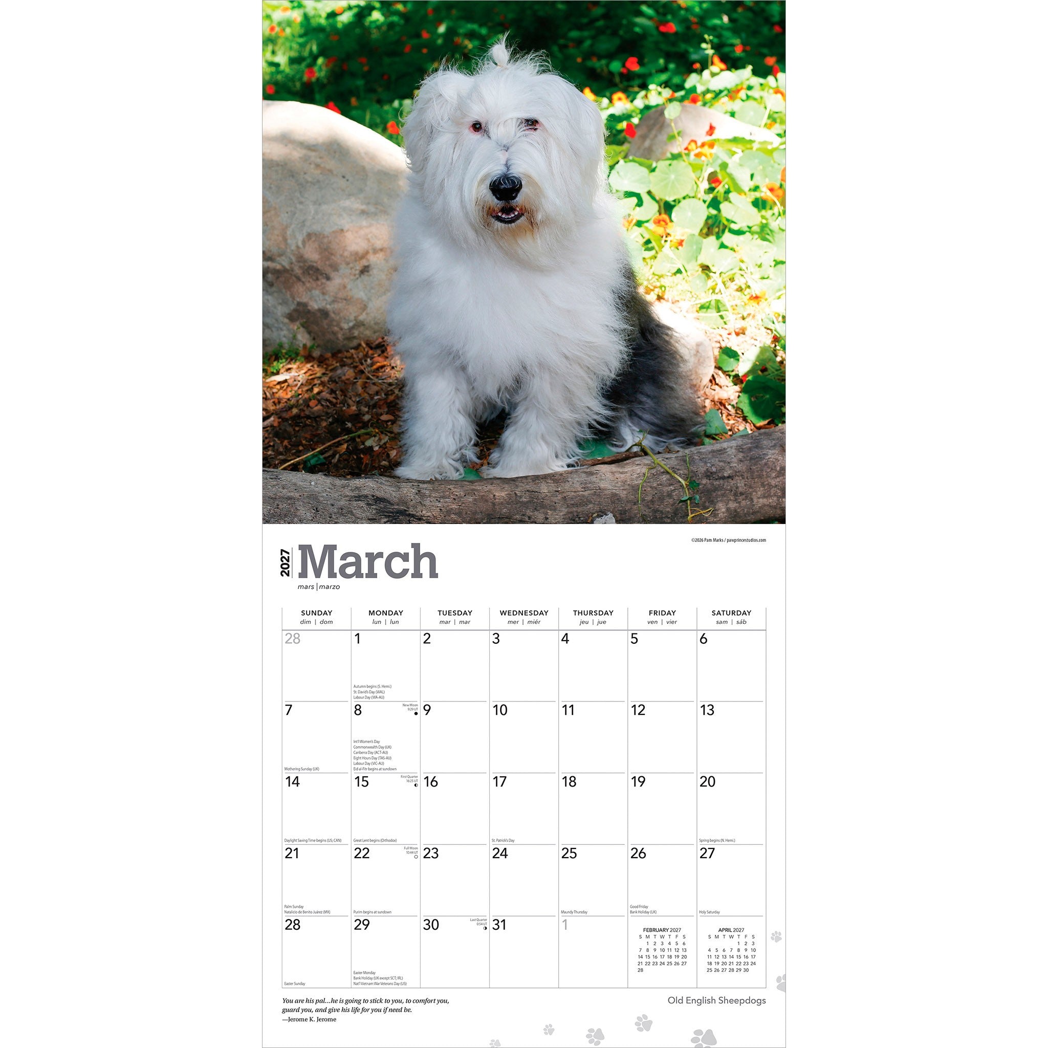 Old English Sheepdogs 2027 Wall Calendar