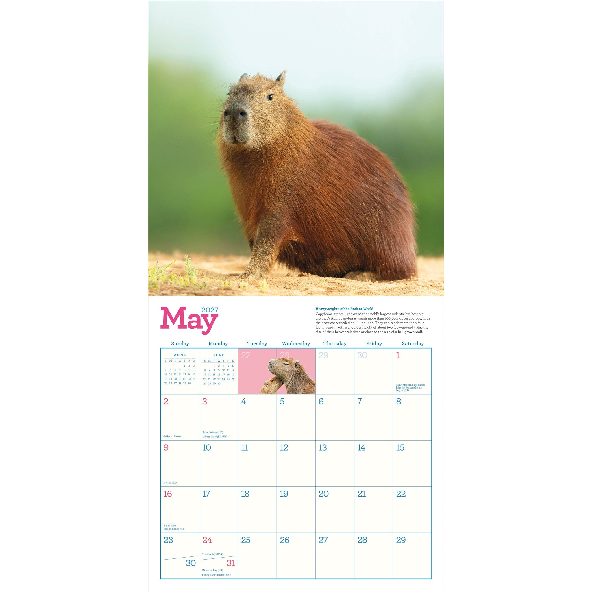 Capybara 2027 Wall Calendar