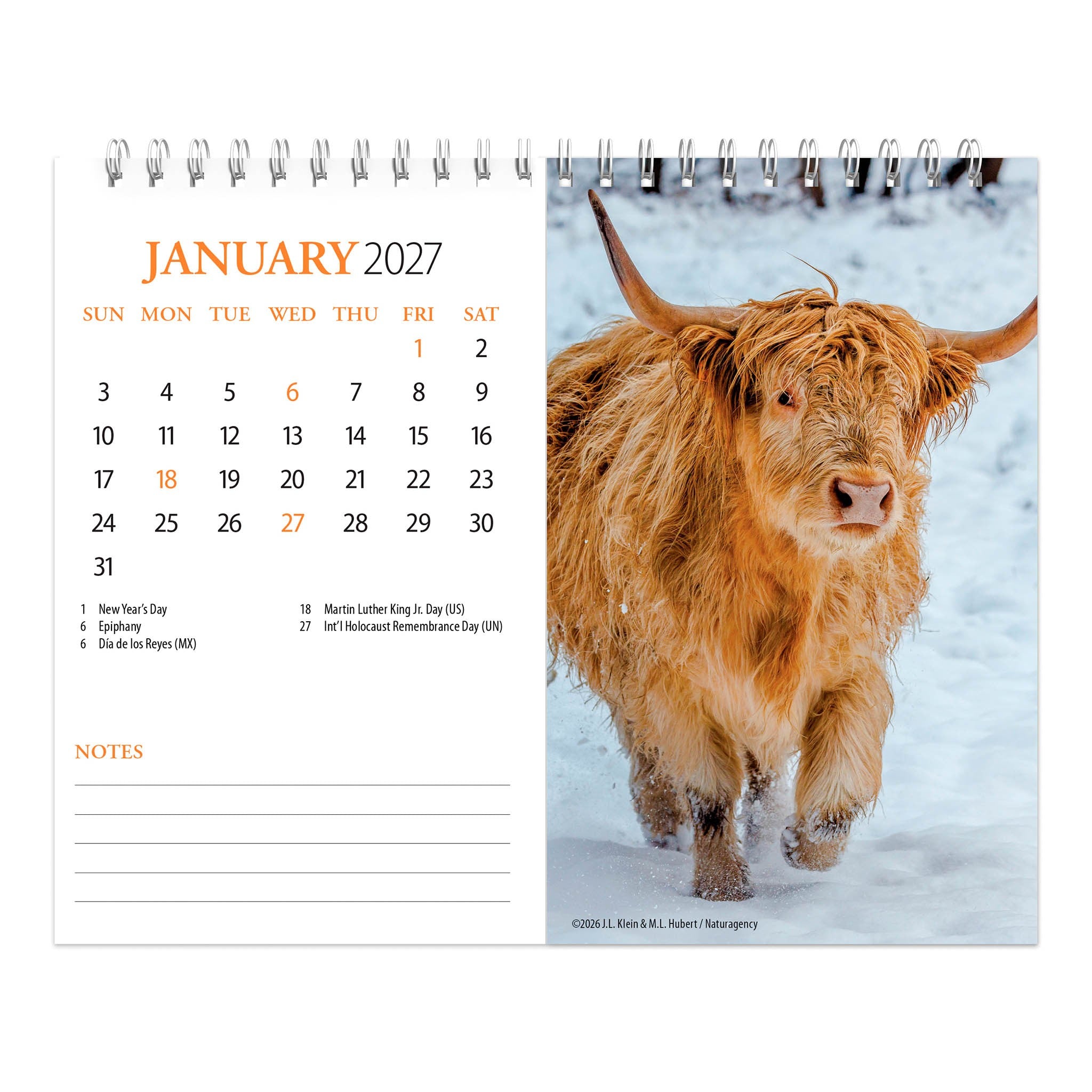 Highland Cows 2027 Easel Calendar