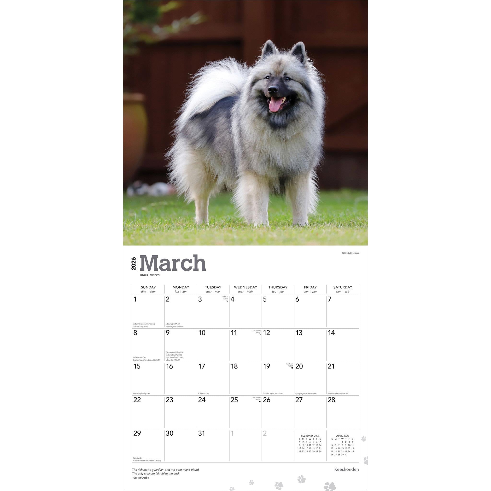 Keeshonden 2026 Wall Calendar