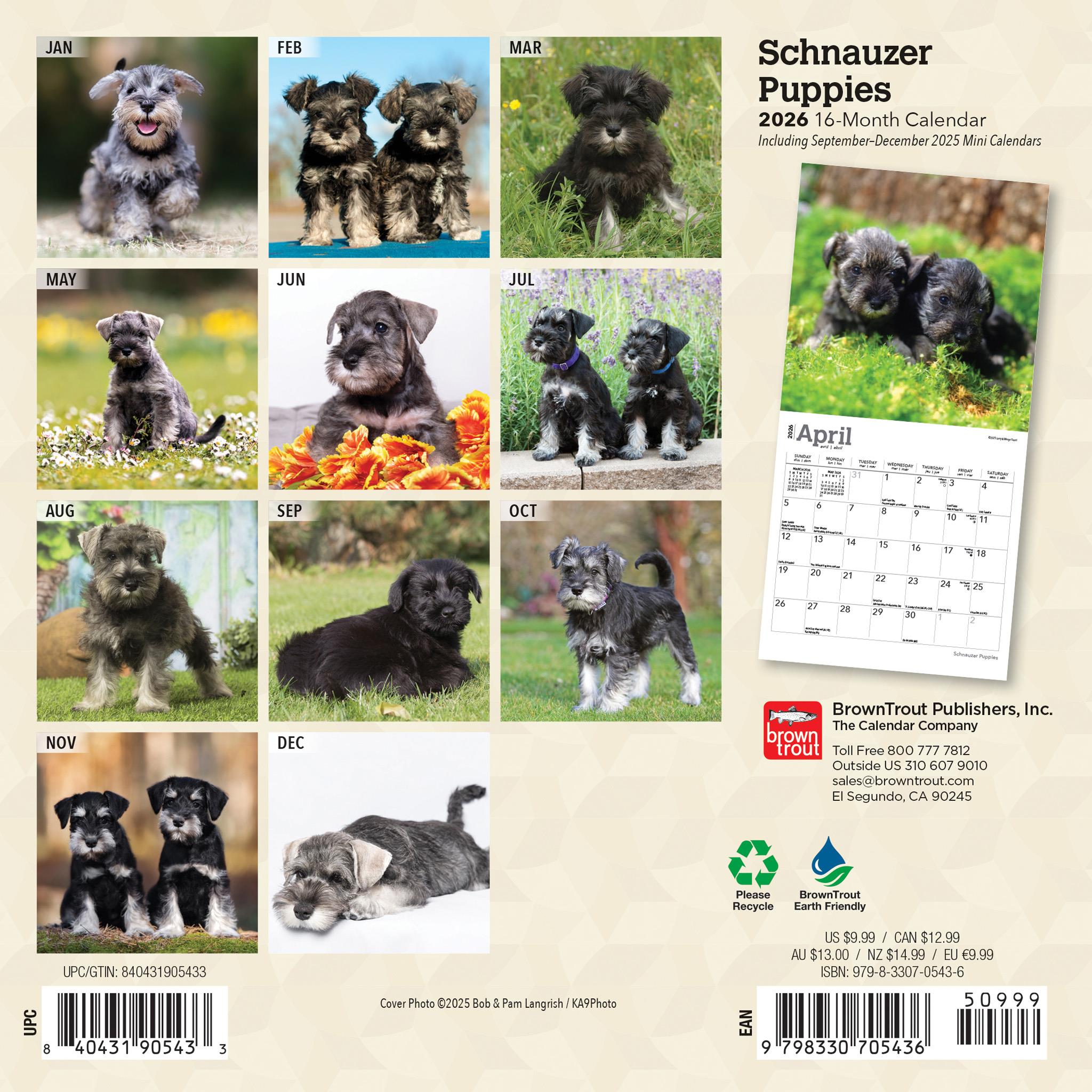 Schnauzer Puppies 2026 Mini Calendar