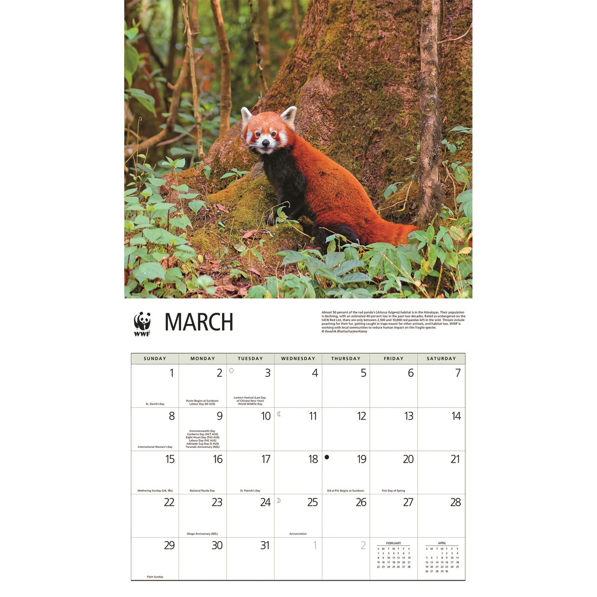 Calendrier mural 2026 du Fonds mondial pour la nature (WWF) sur les pandas roux