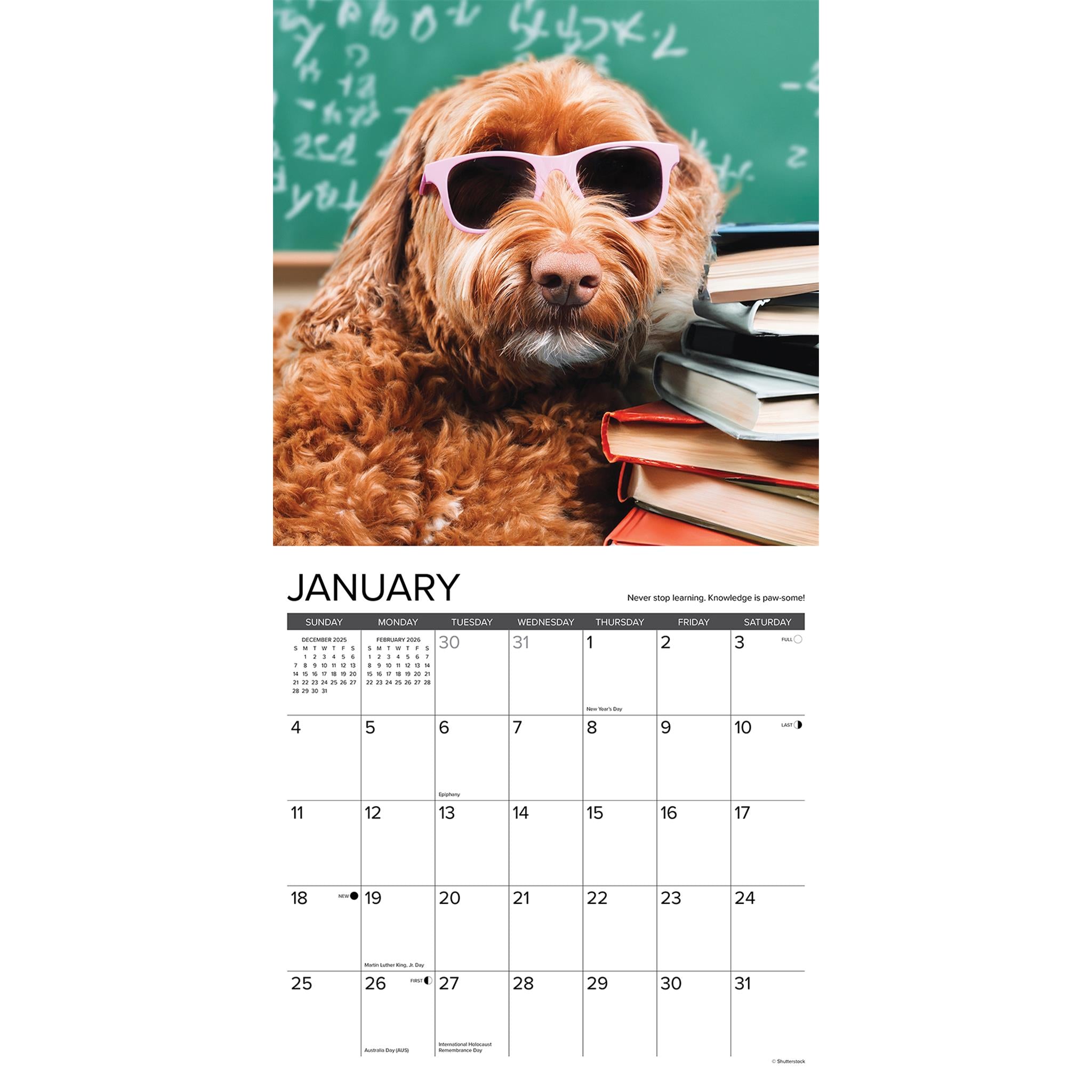 Calendrier mural 2026 « Ce que les chiens nous apprennent »