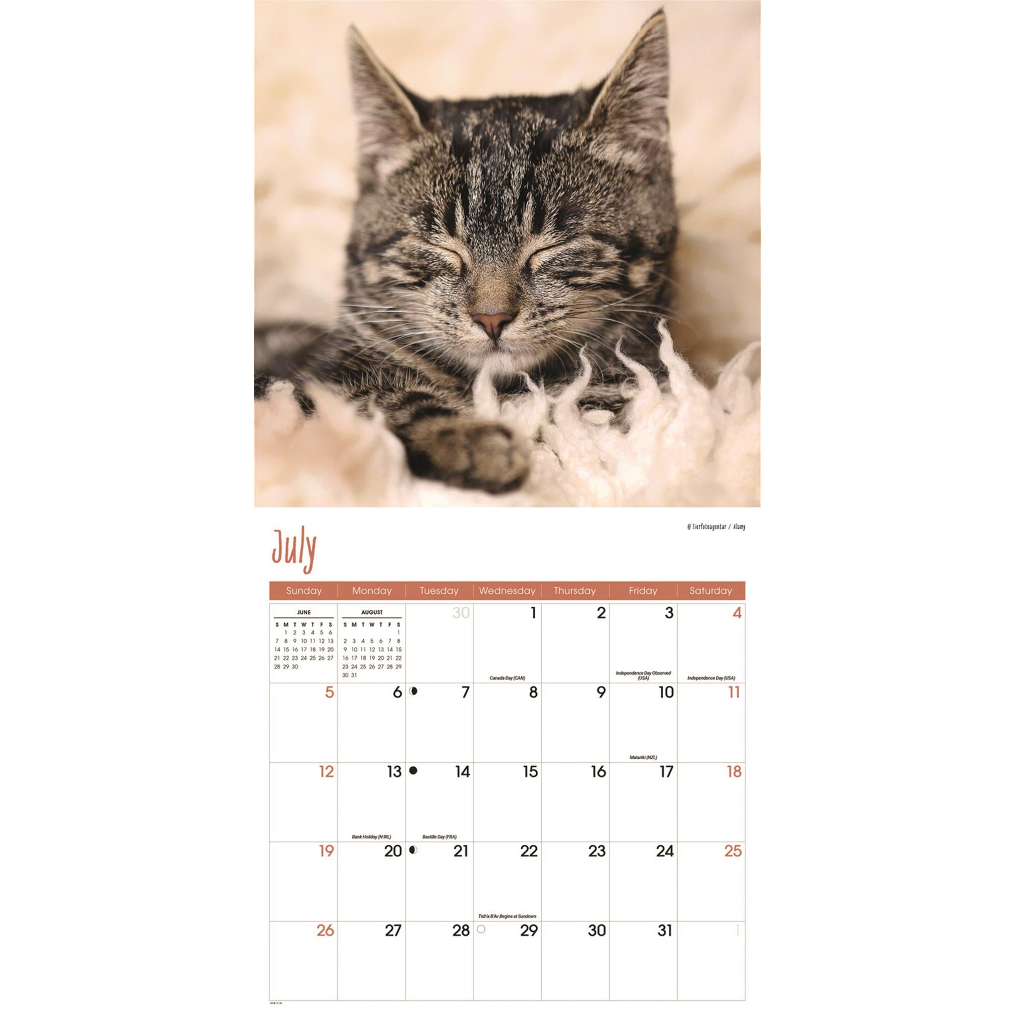 Cats Wall 2026 Calendar