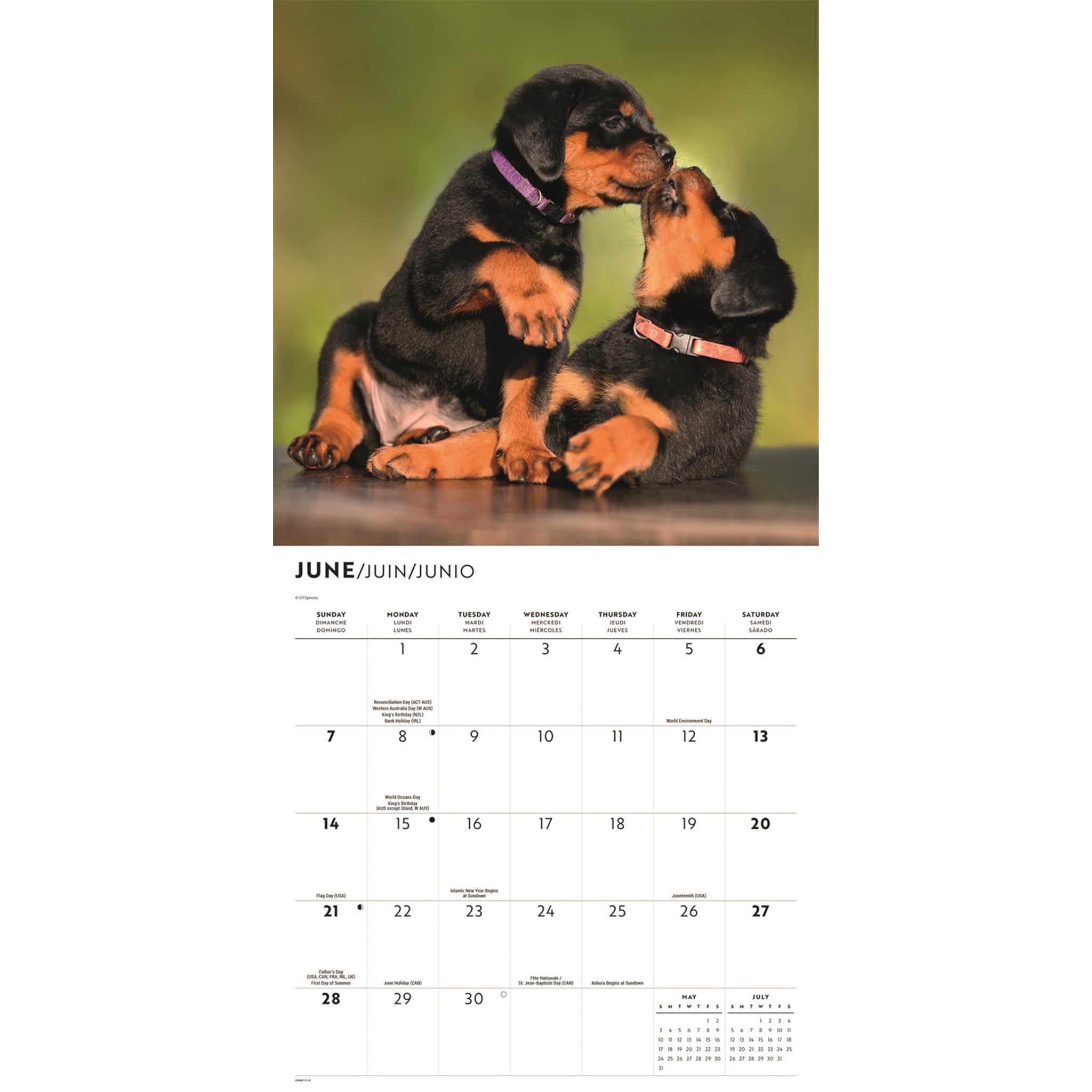 Rottweiler Puppies 2026 Wall Calendar