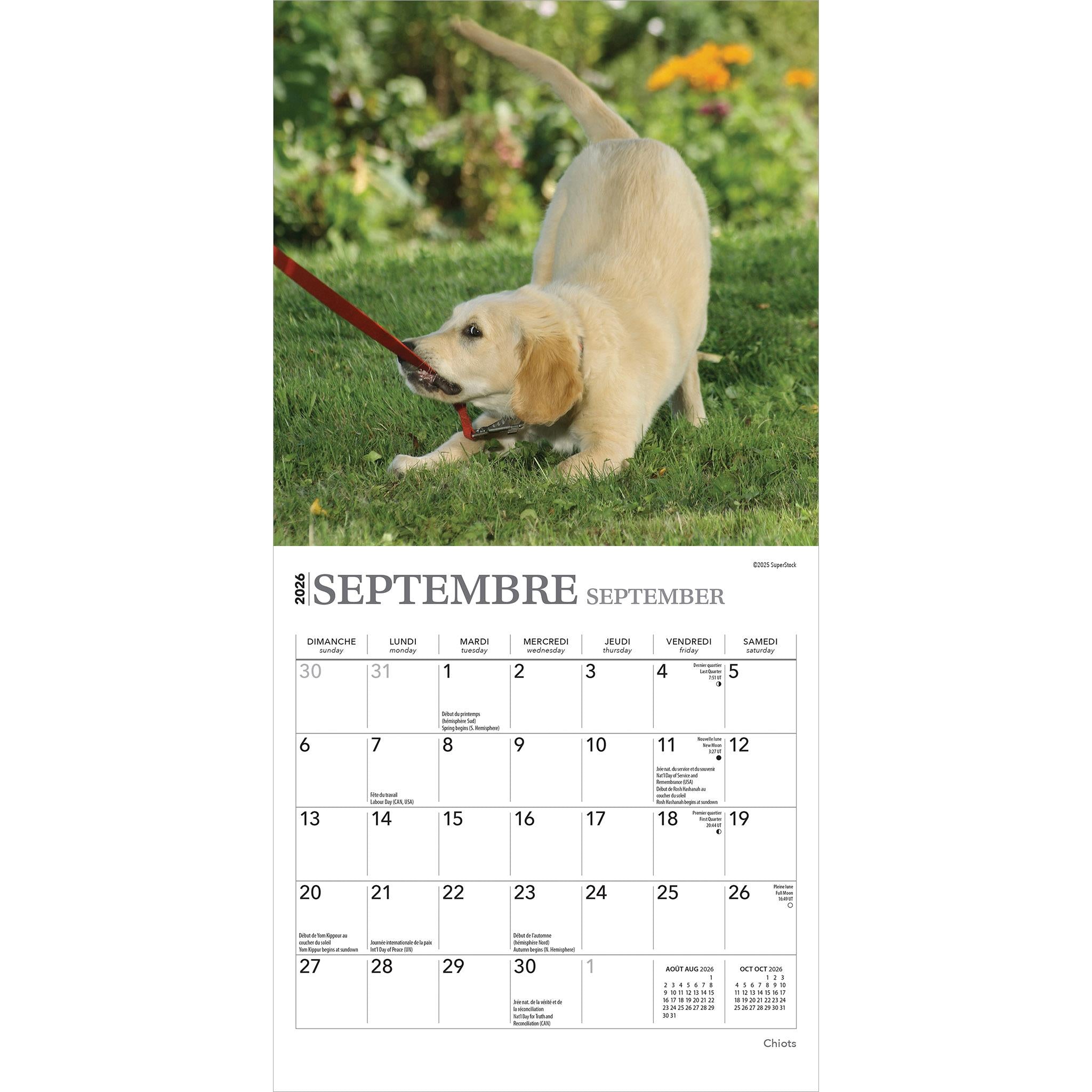 Mini Calendrier Chiots 2026 (Français)