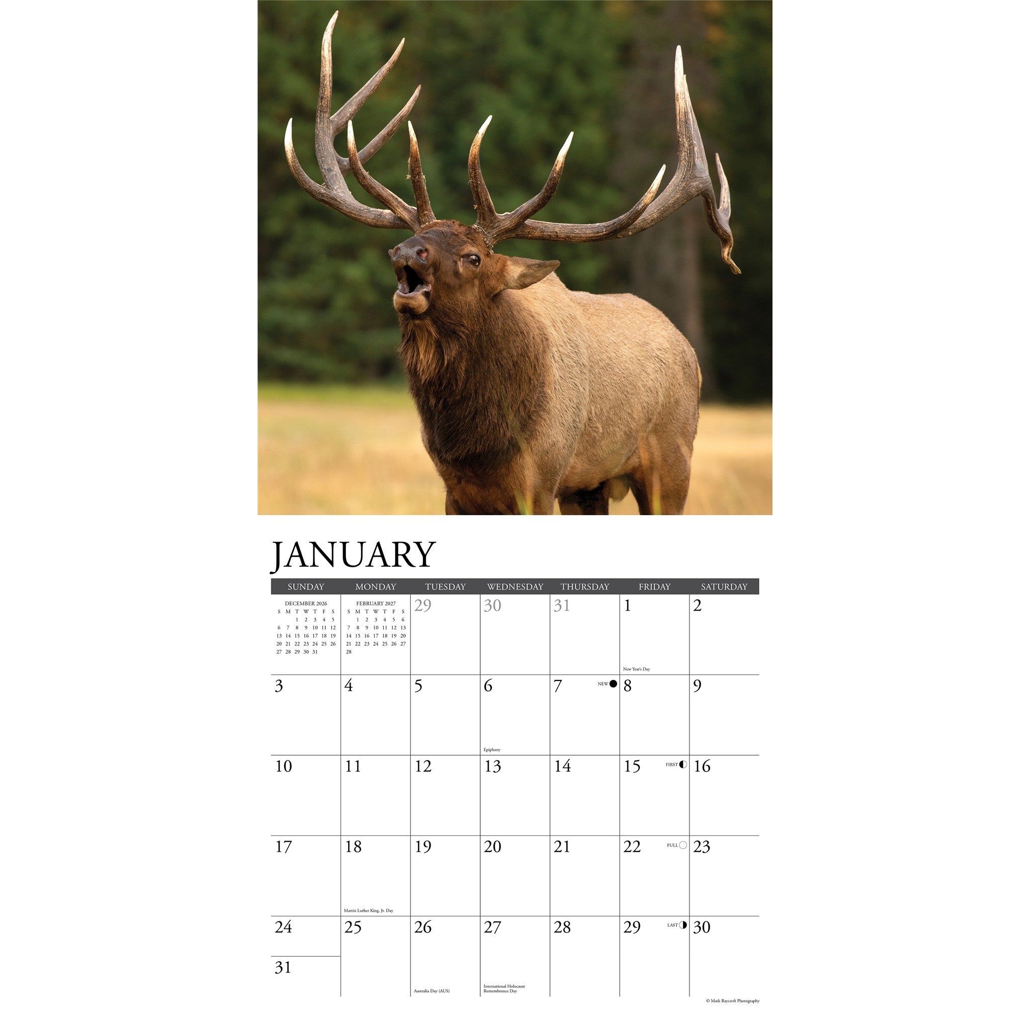 Bull Elk 2027 Wall Calendar