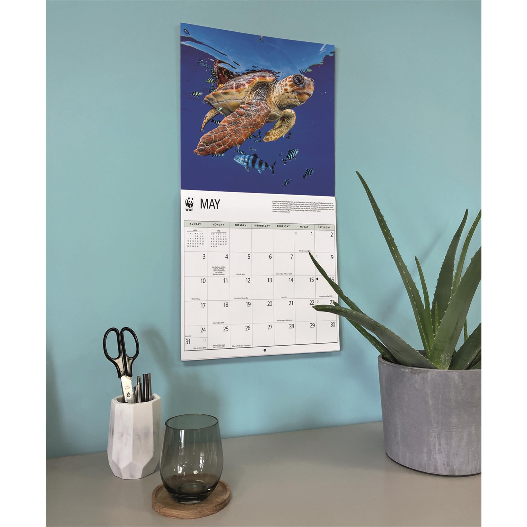 Calendrier mural 2026 du Fonds mondial pour la nature (WWF) sur les tortues marines