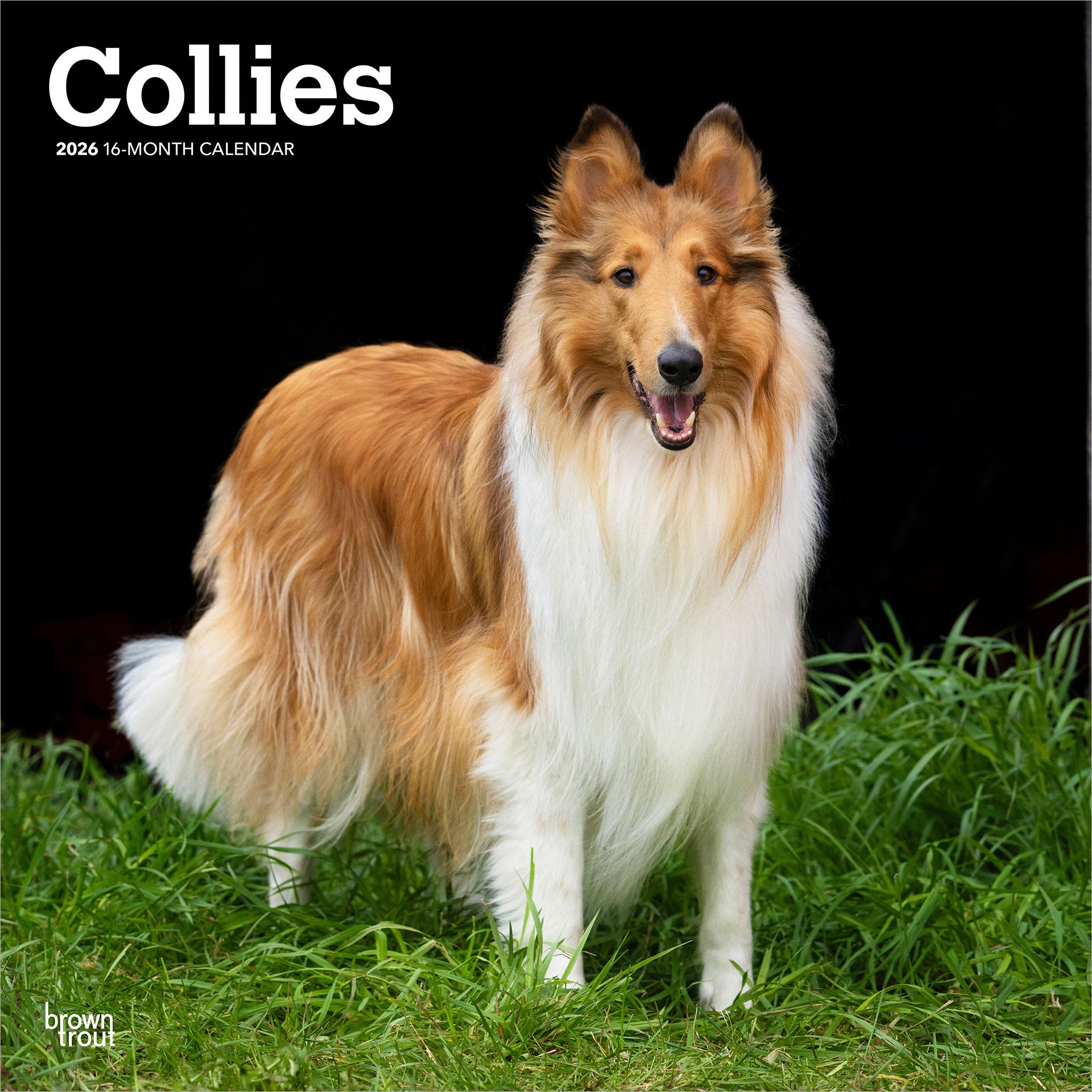 Calendrier mural Collies 2026