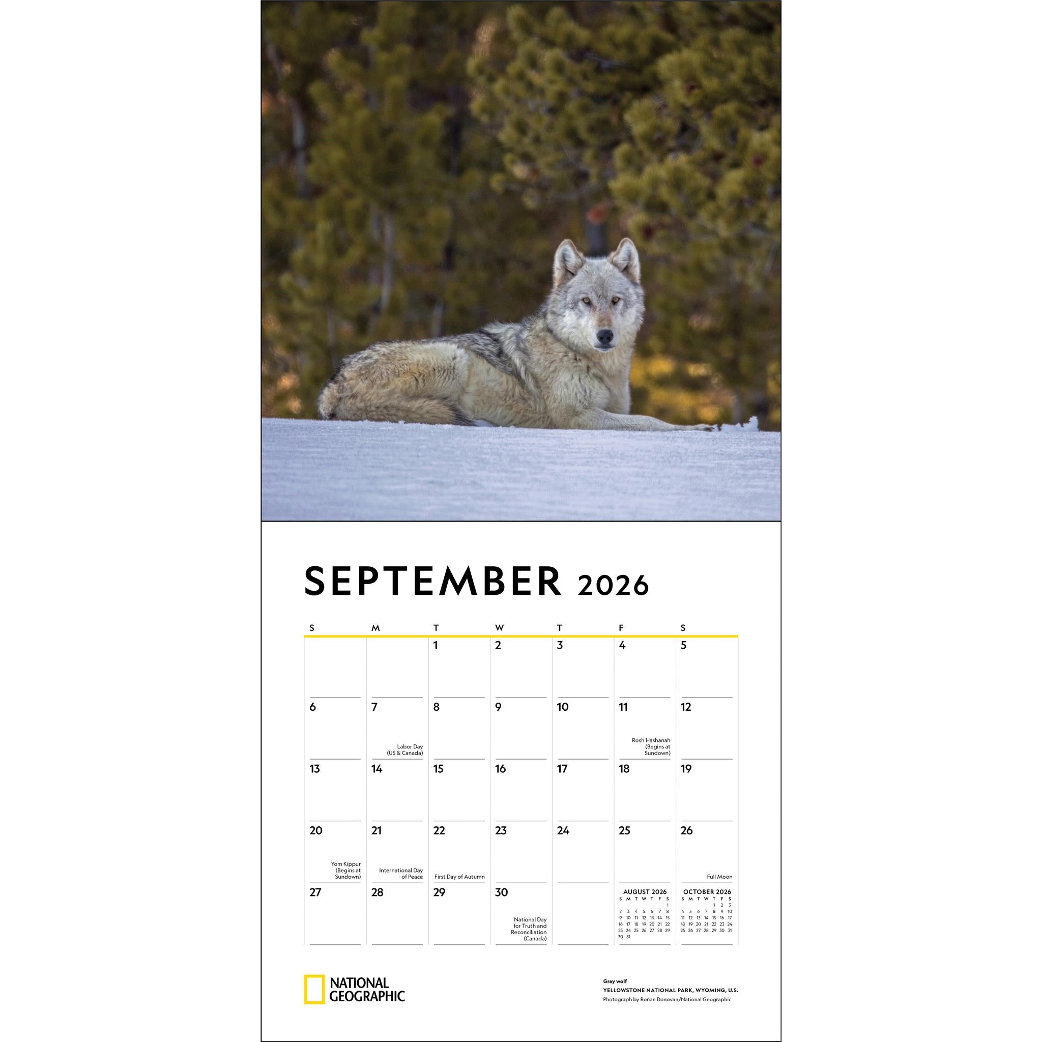 National Geographic Wolves 2026 Wall Calendar