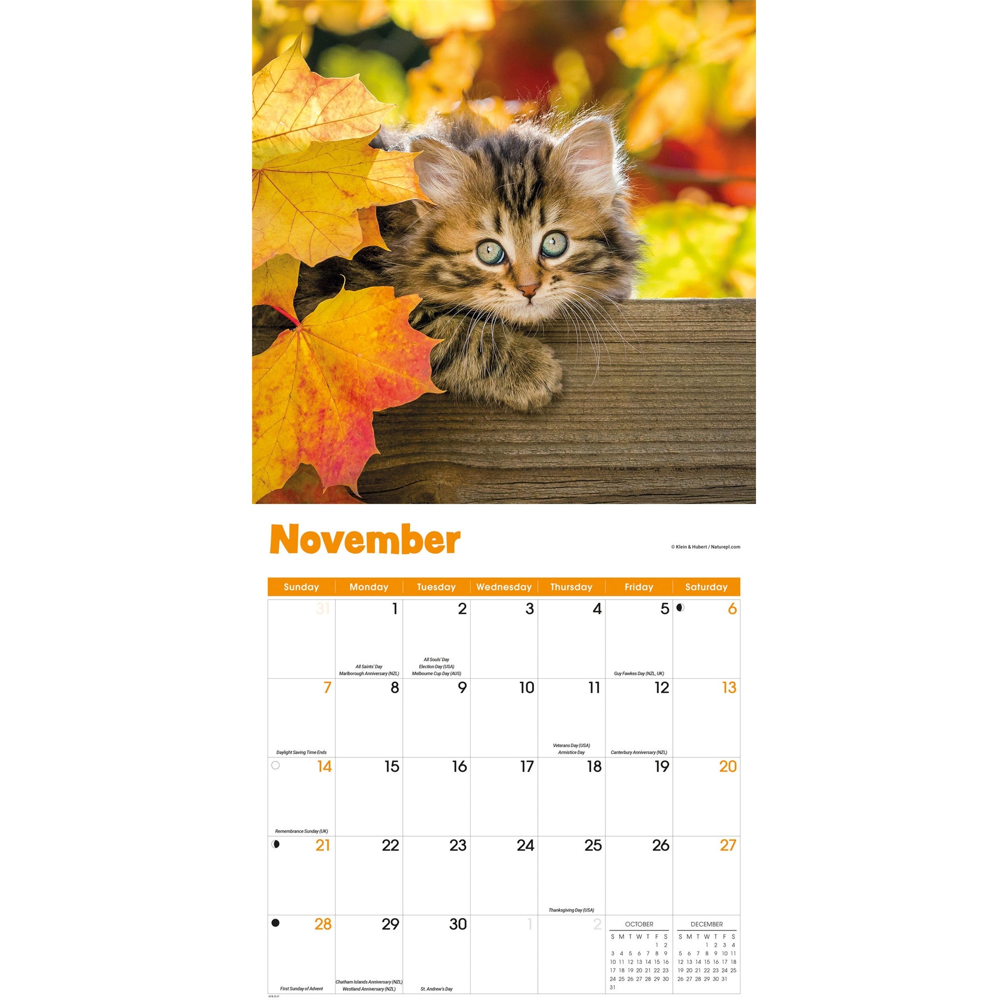 Calendrier mural 2027 Chaton curieux