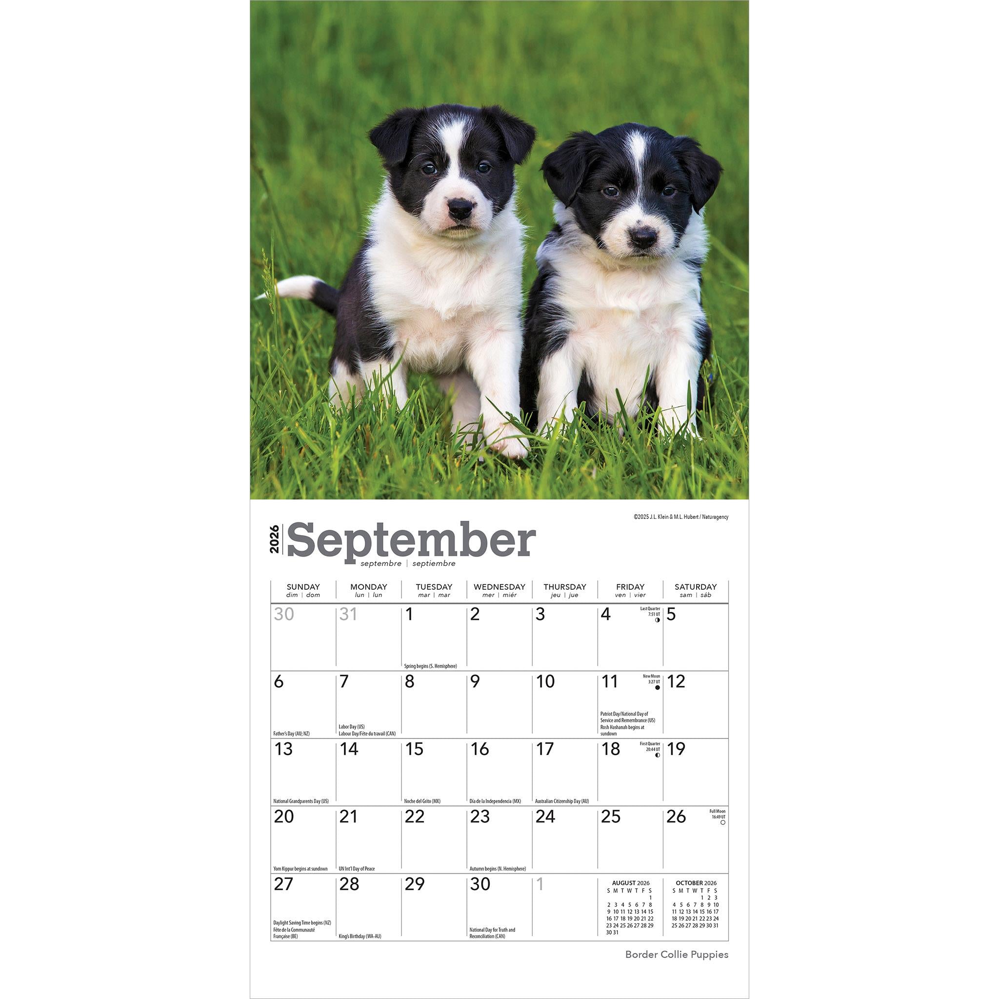 Mini calendrier 2026 des chiots Border Collie