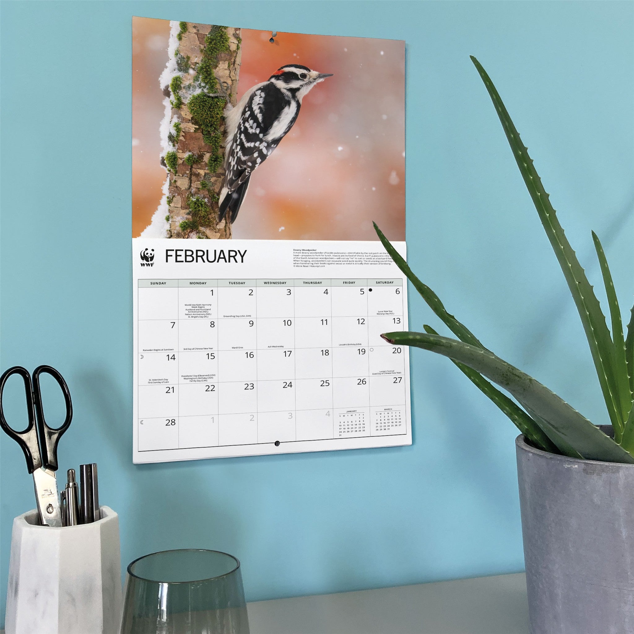 Calendrier mural Oiseaux de jardin 2027 du Fonds mondial pour la nature
